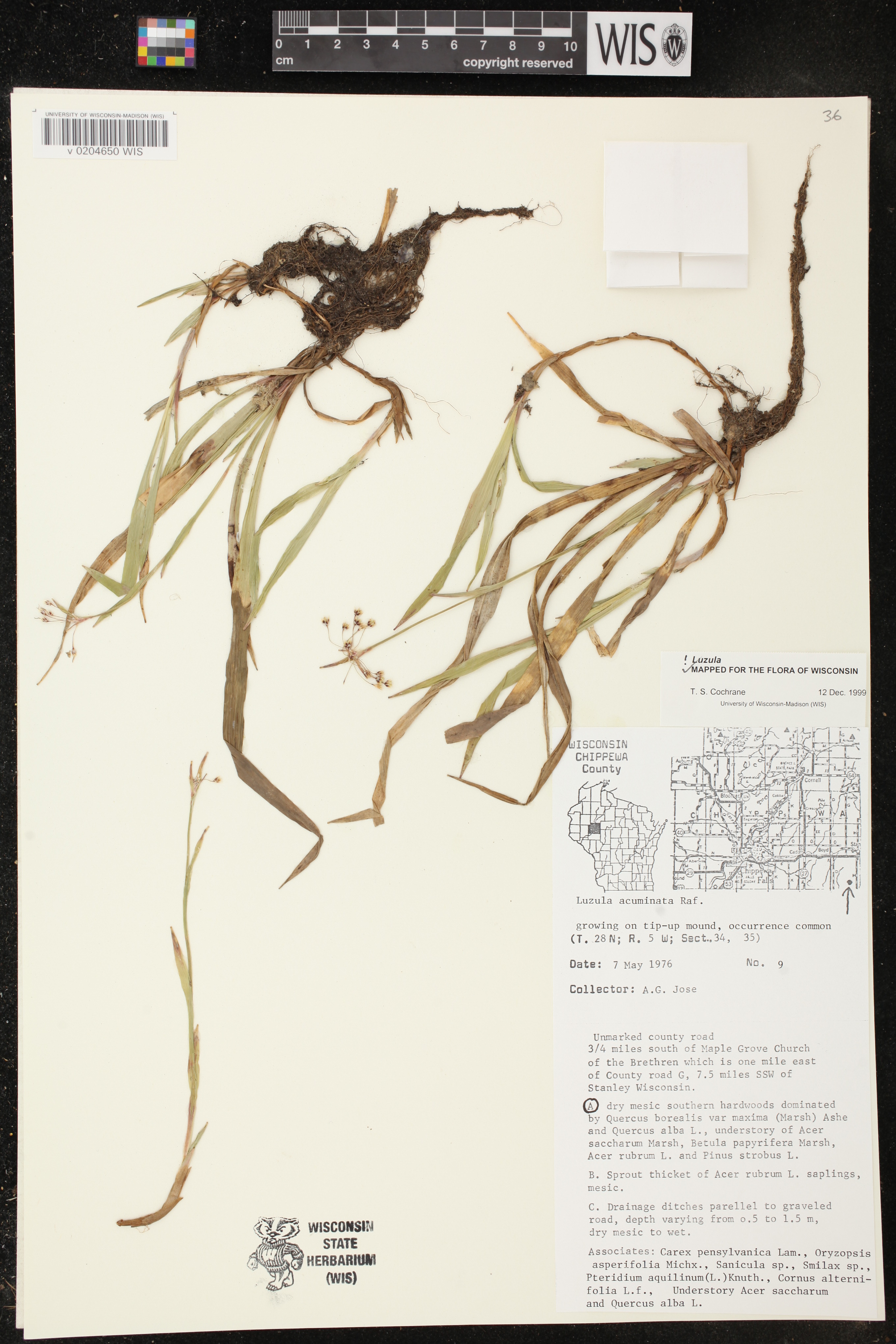 Luzula acuminata image
