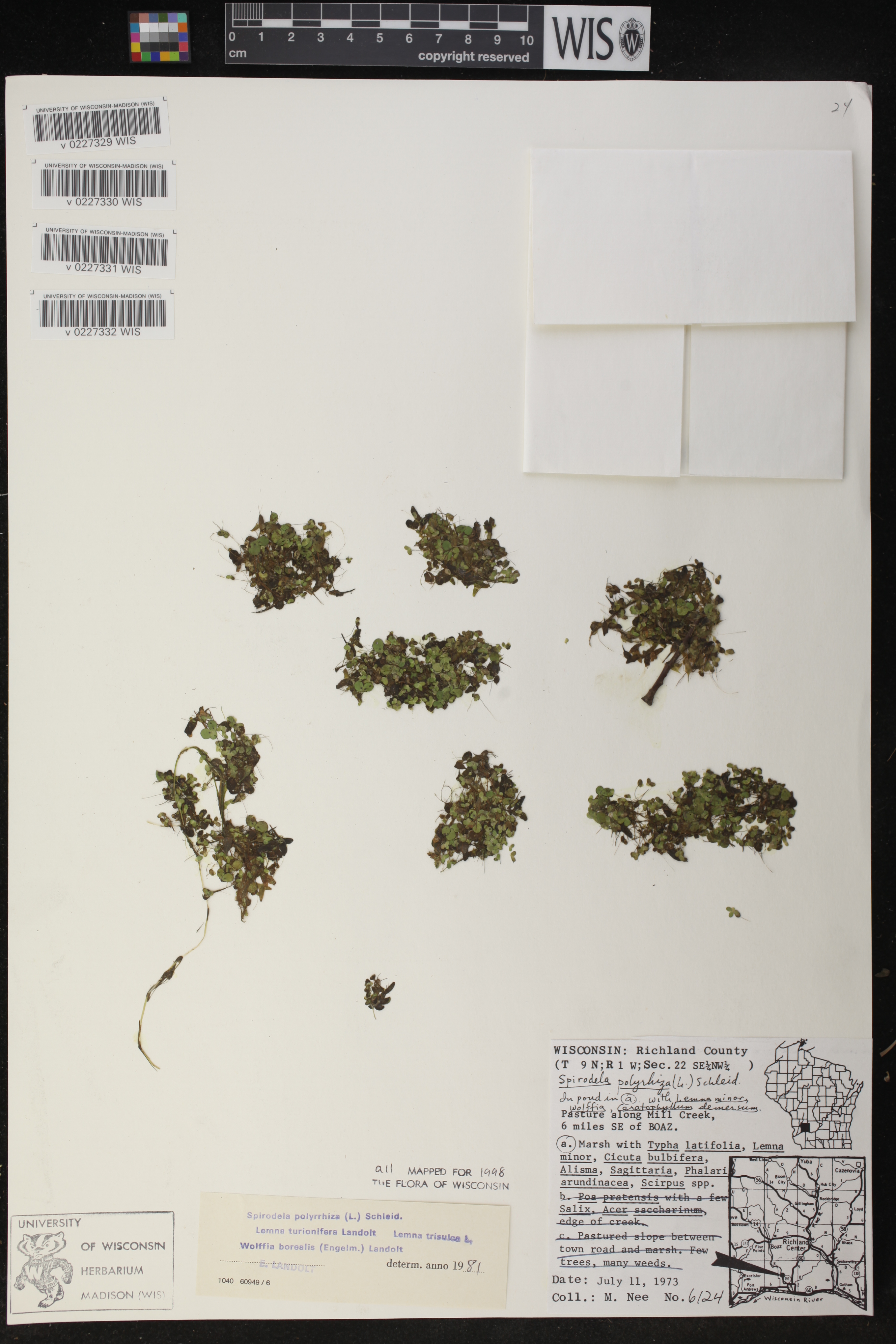 Lemna turionifera image