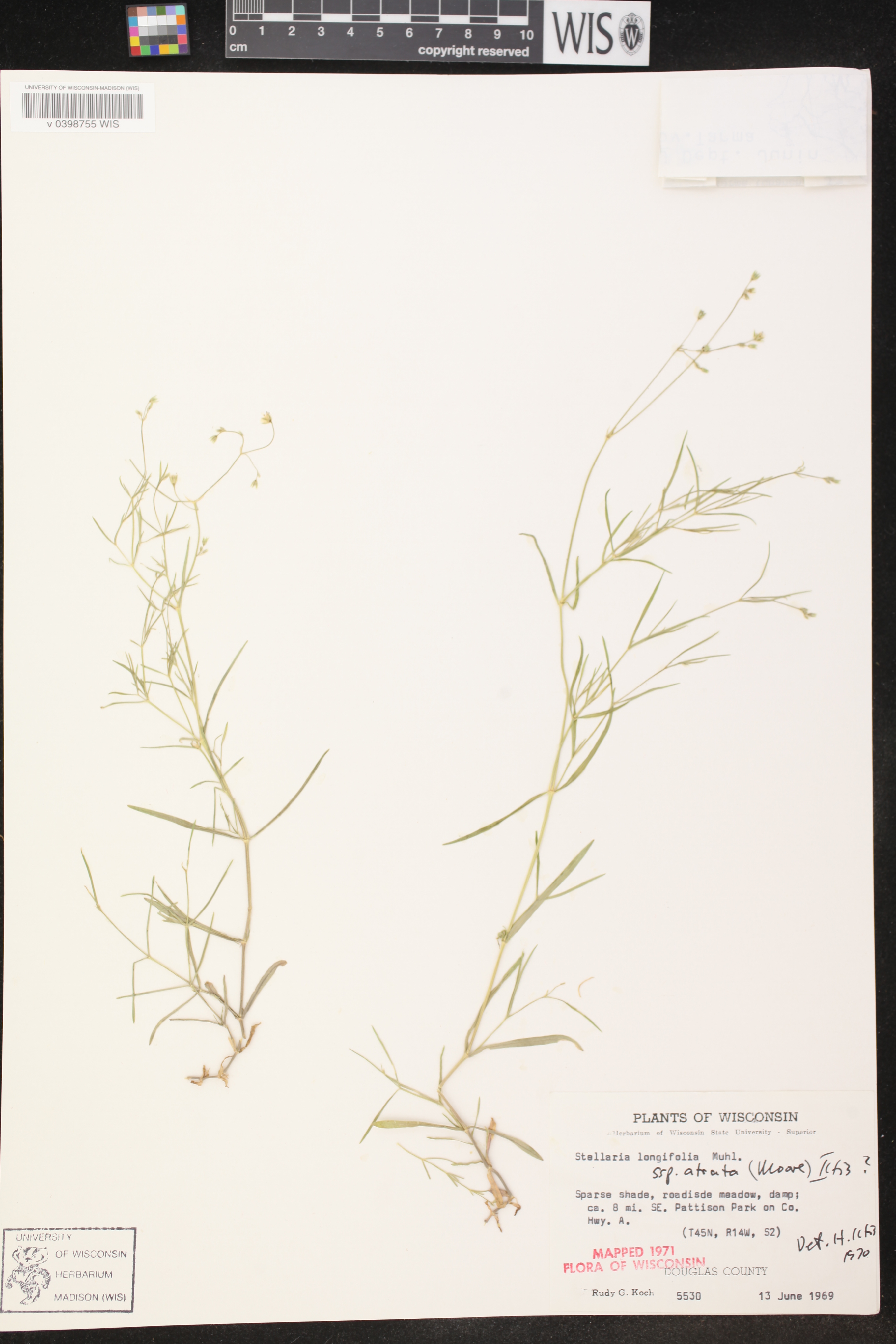 Stellaria longifolia image