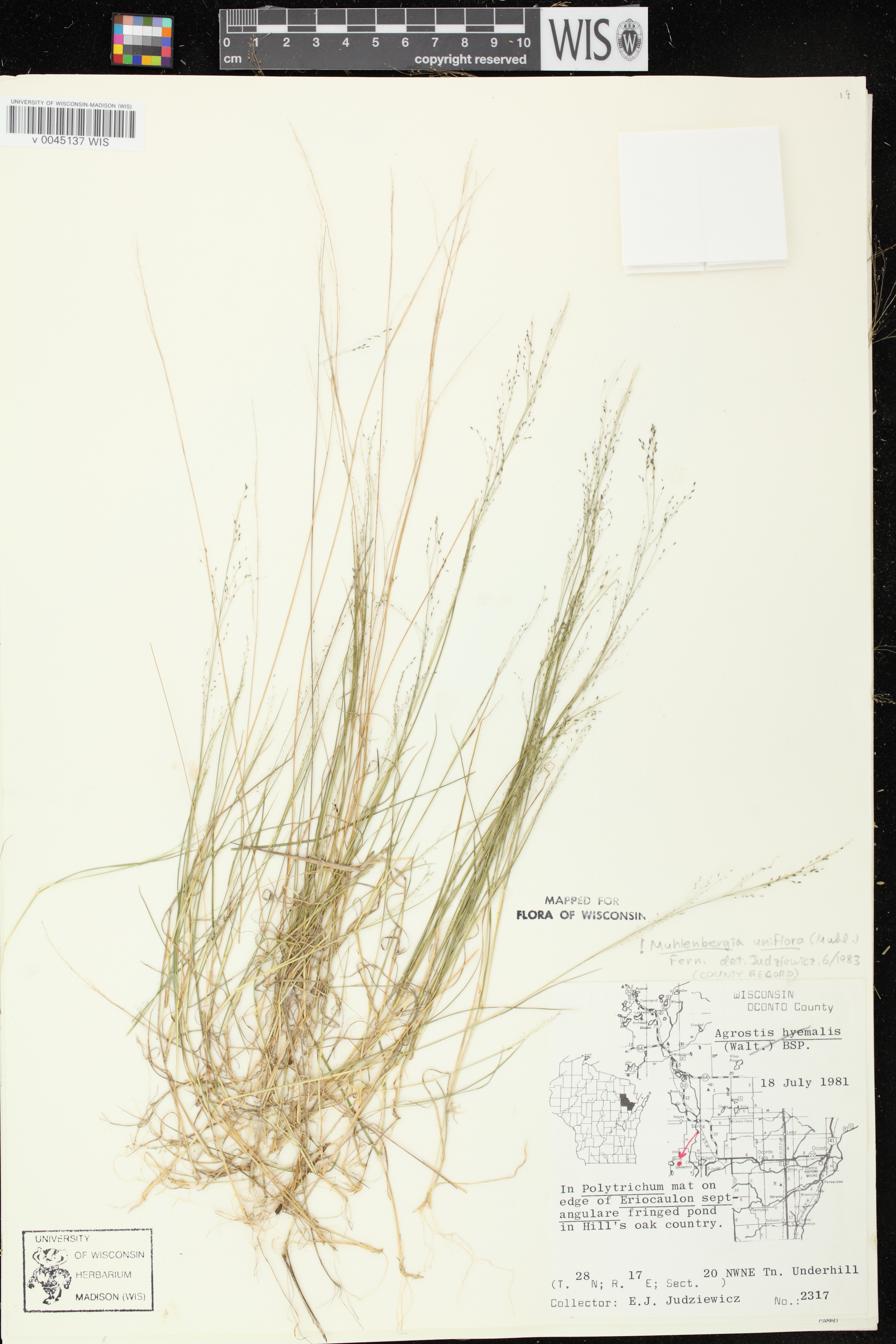 Muhlenbergia uniflora image