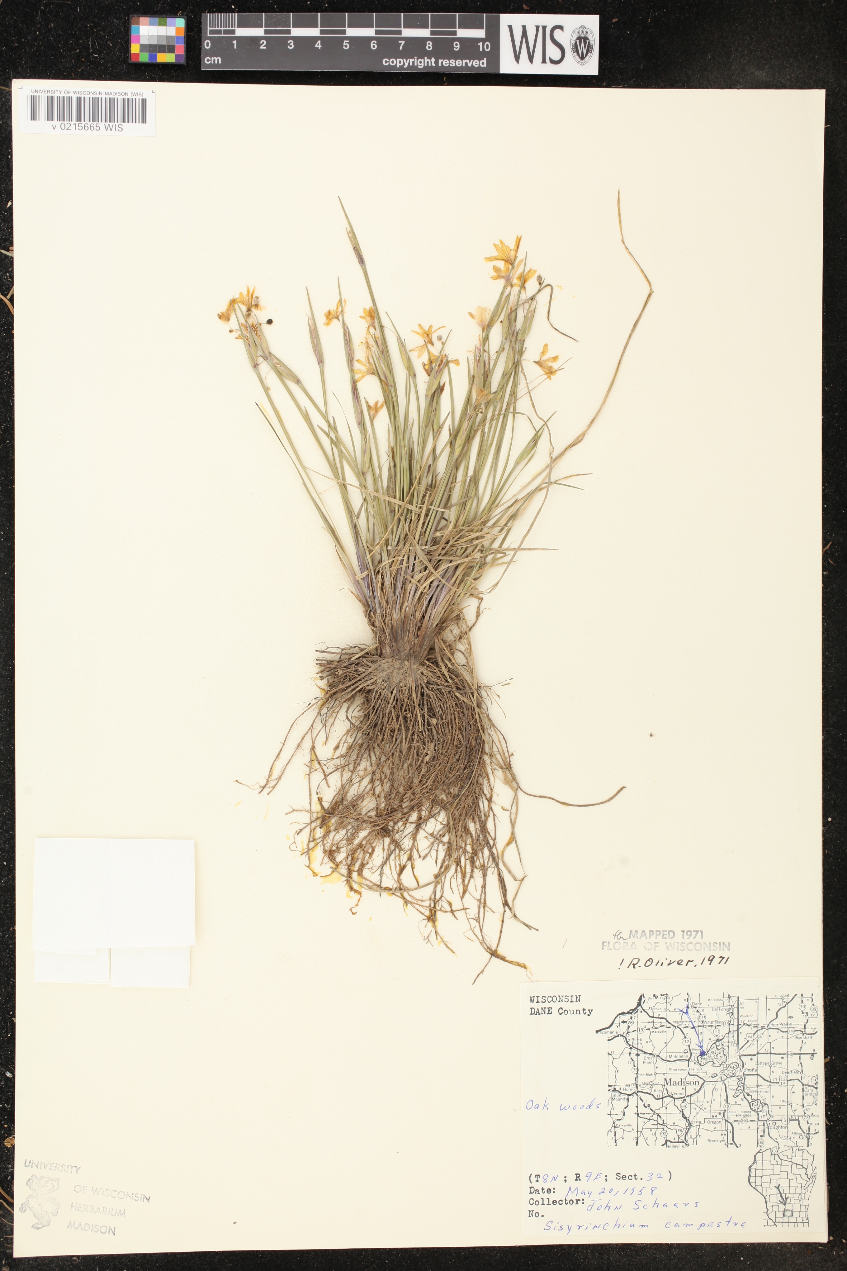Sisyrinchium campestre image
