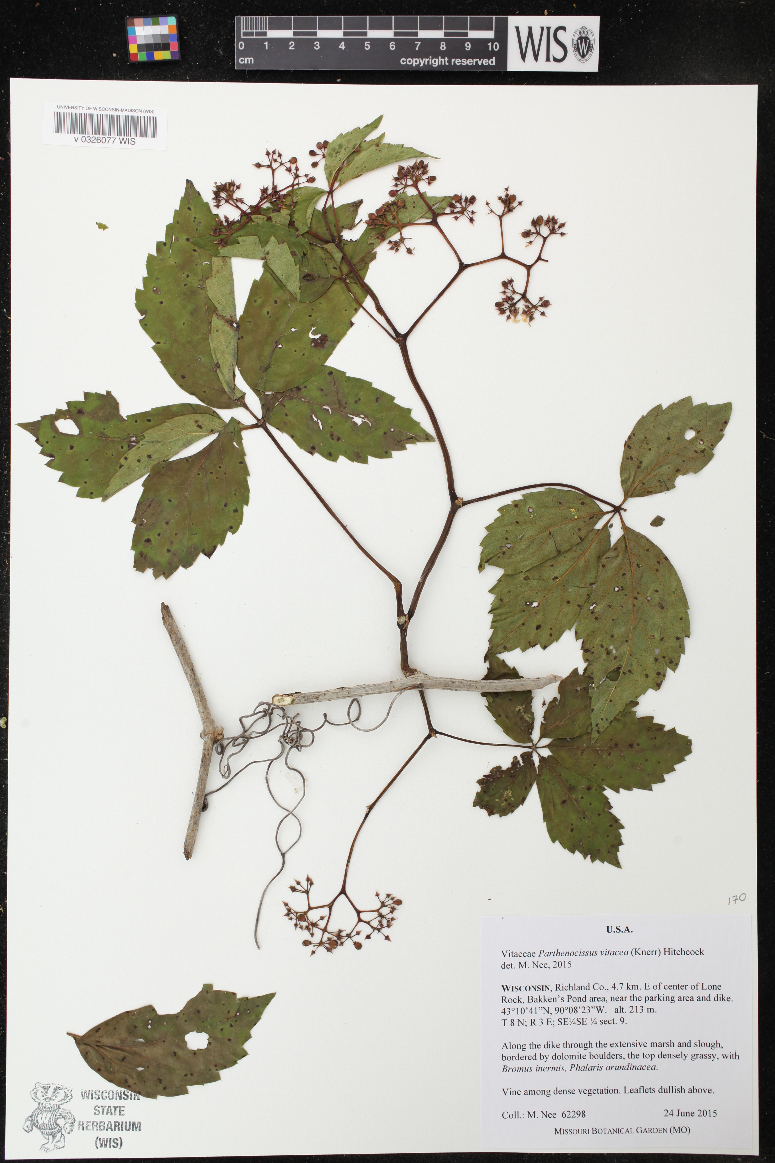 Parthenocissus inserta image