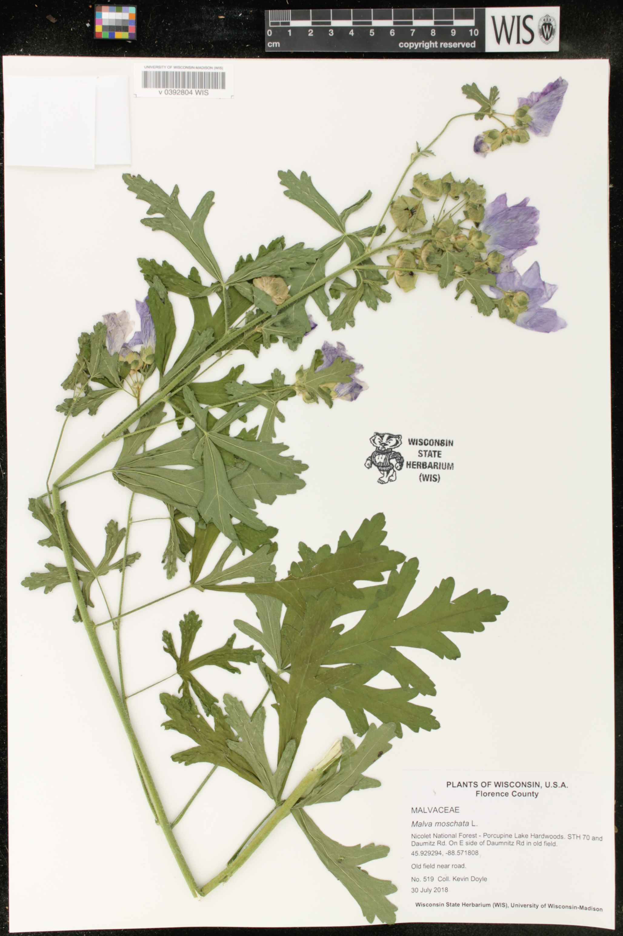 Malva moschata image