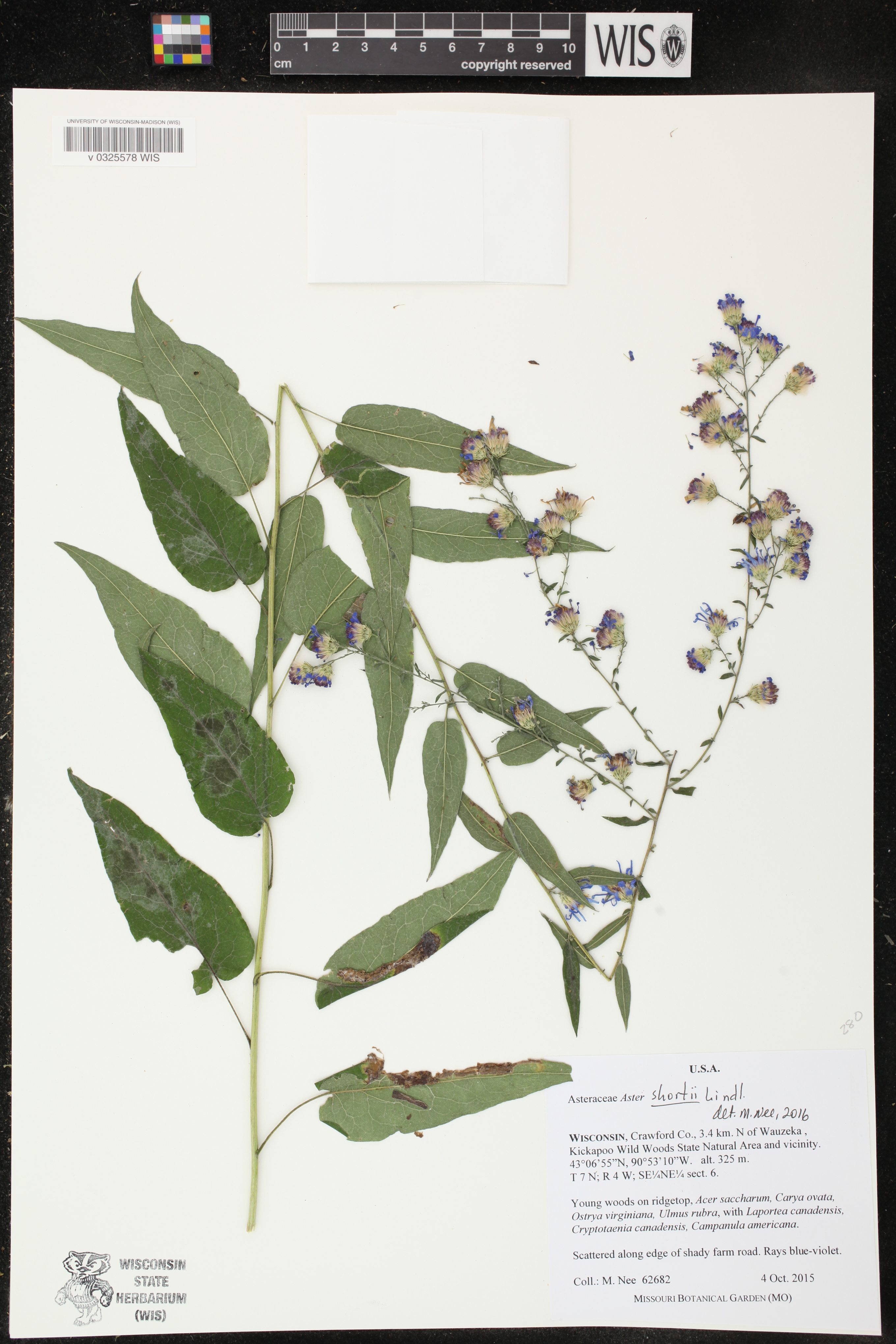 Symphyotrichum shortii image