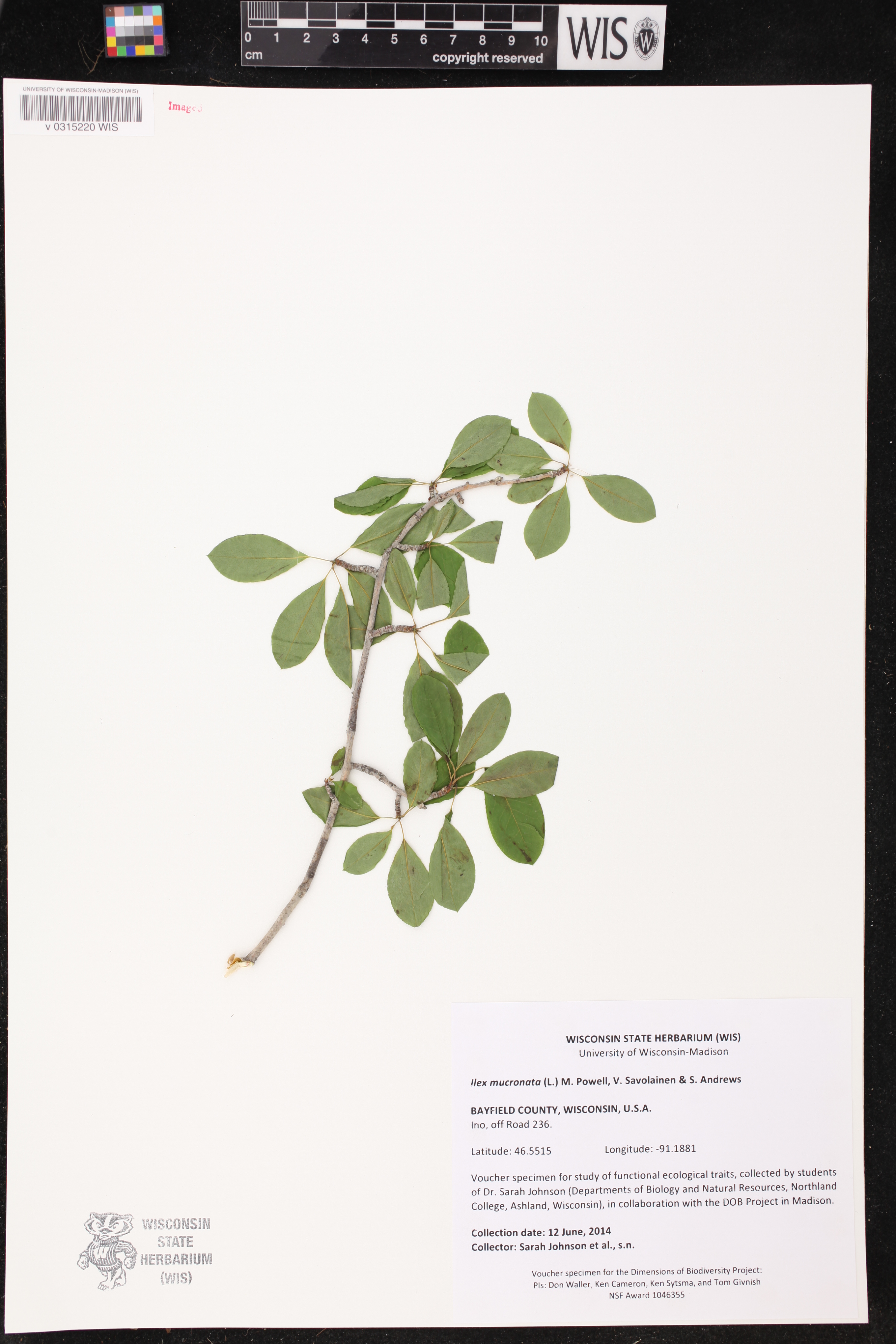 Ilex mucronata image