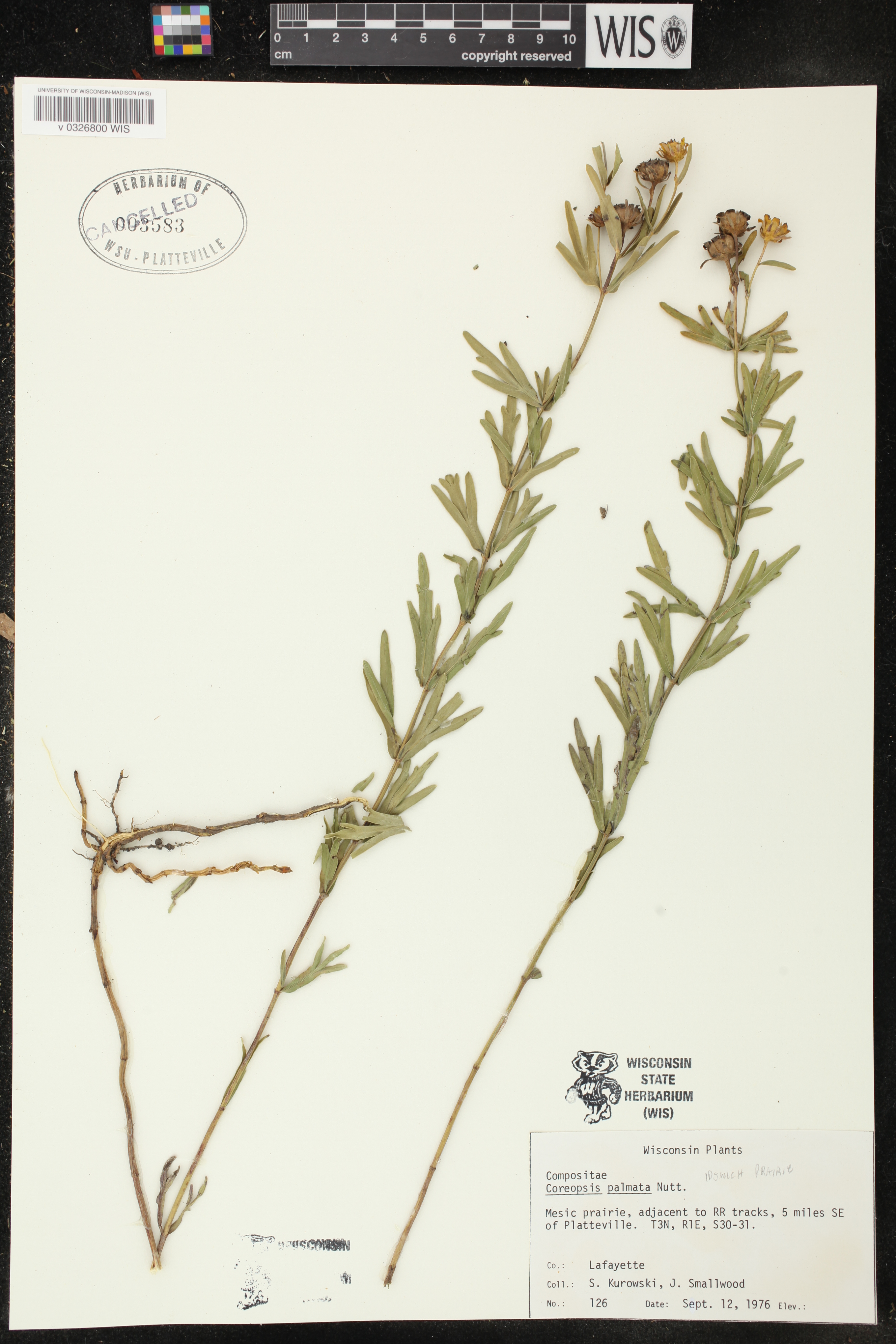 Coreopsis palmata image