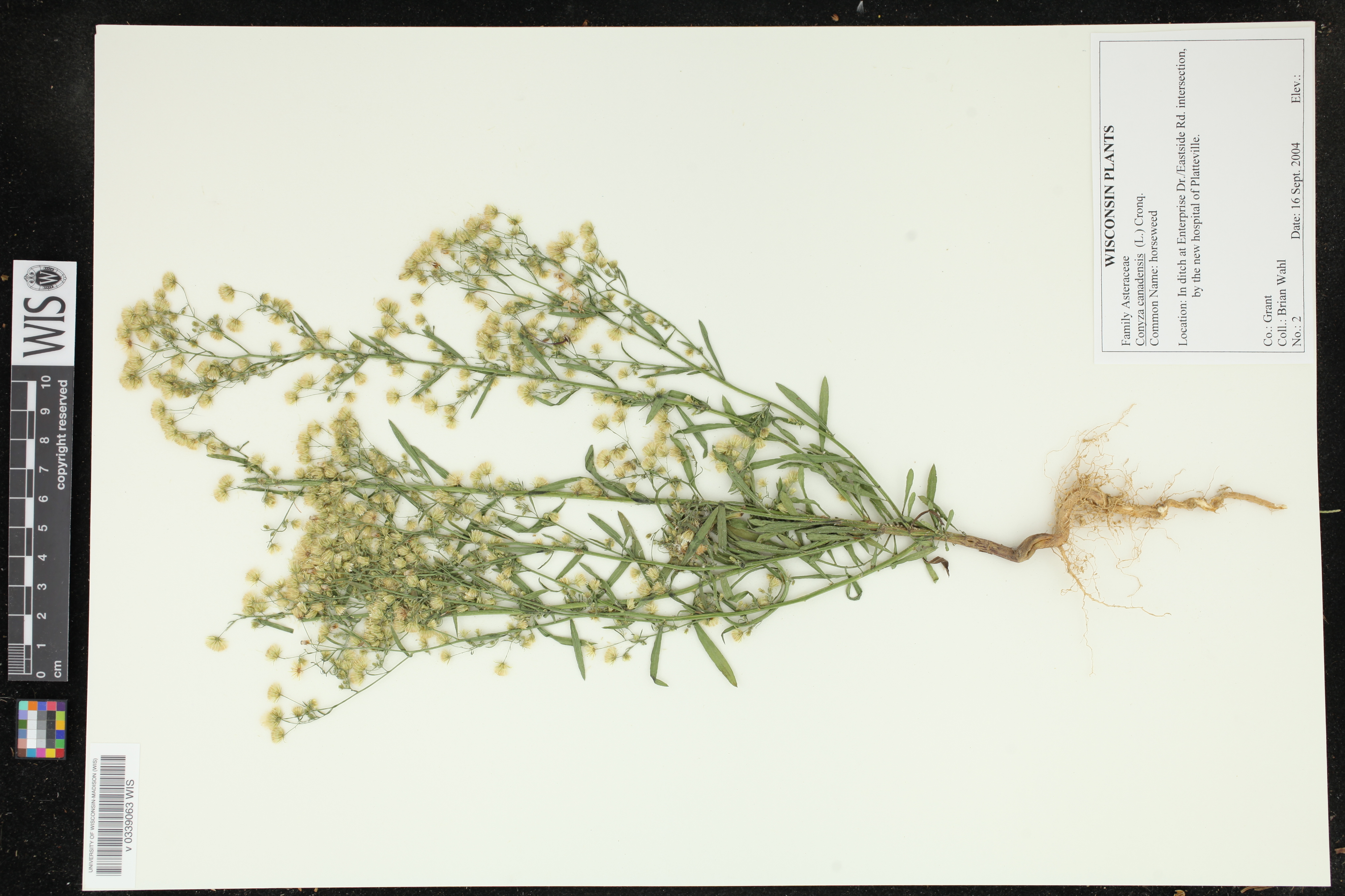 Conyza canadensis image