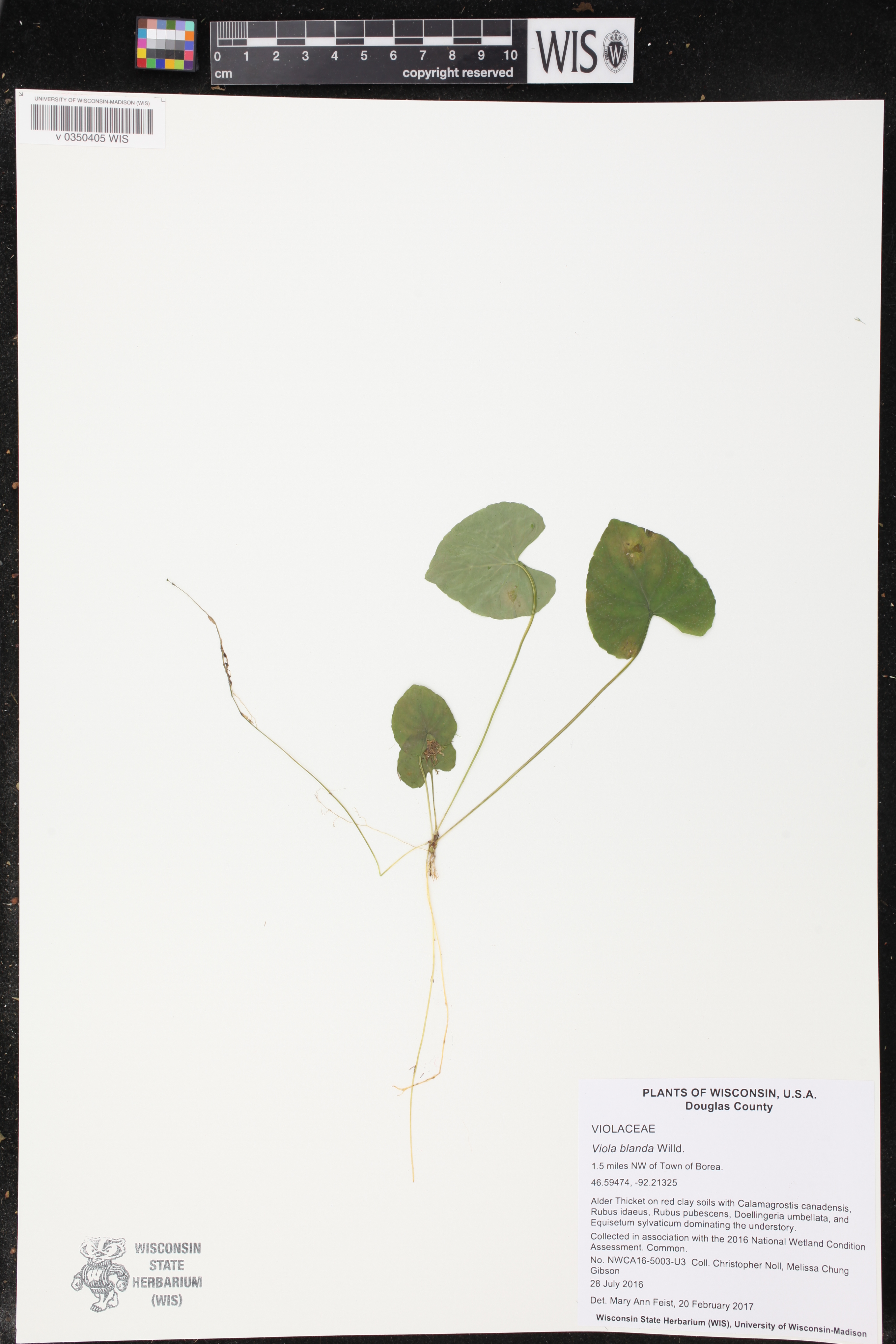 Viola blanda image