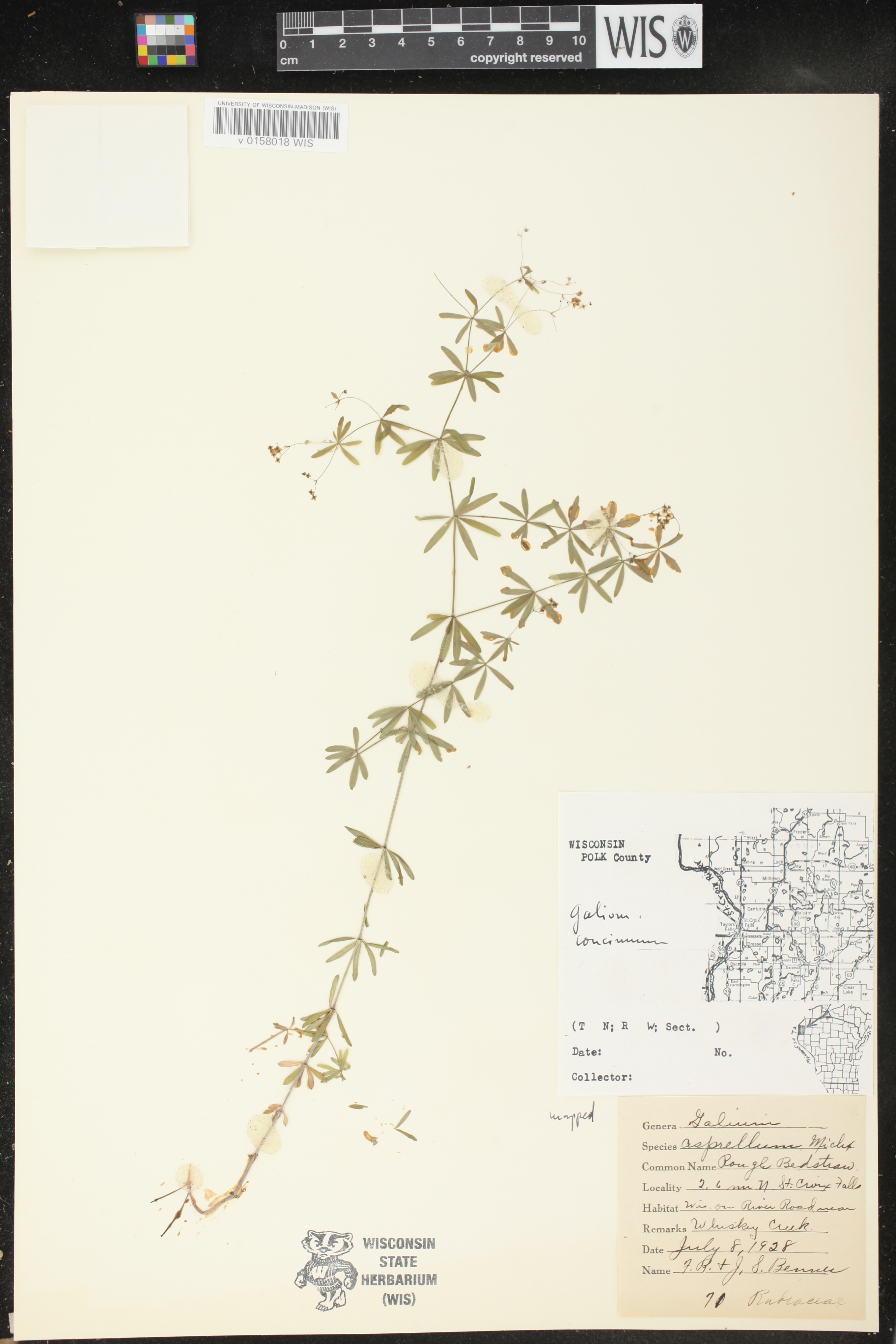 Galium concinnum image