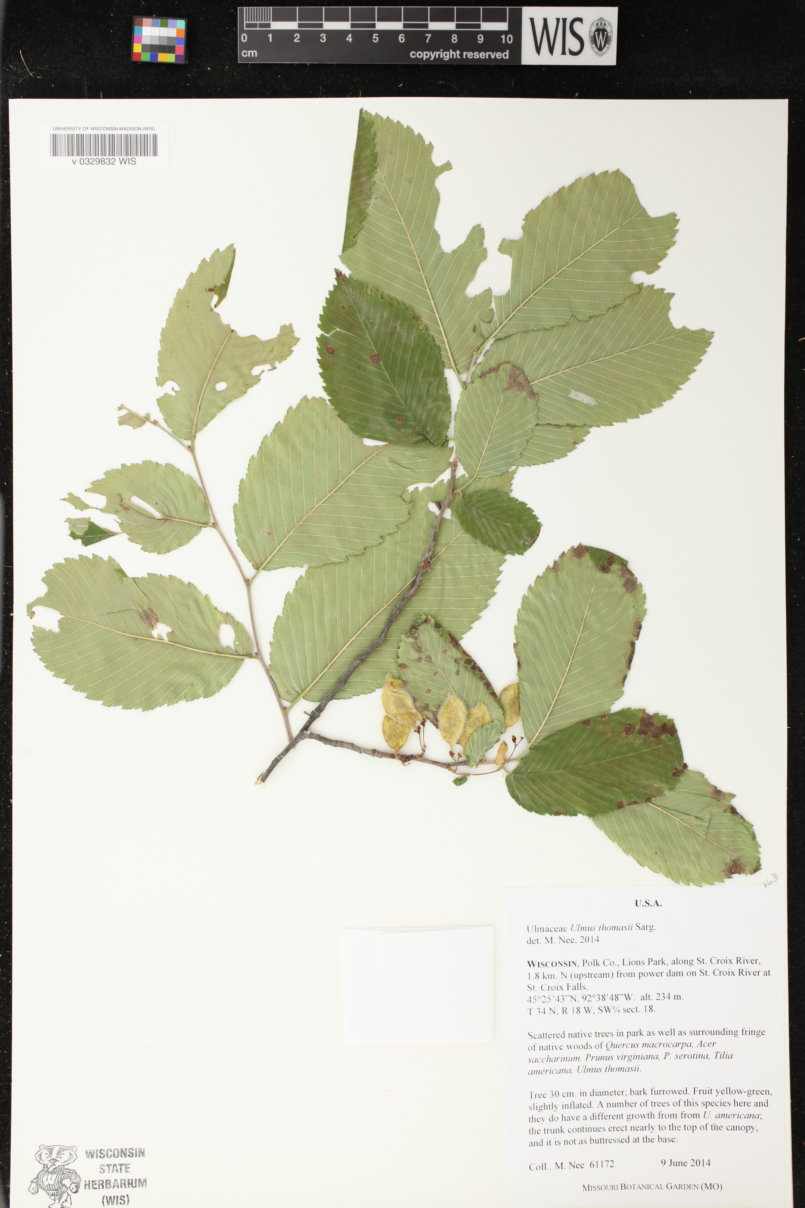 Ulmus thomasii image