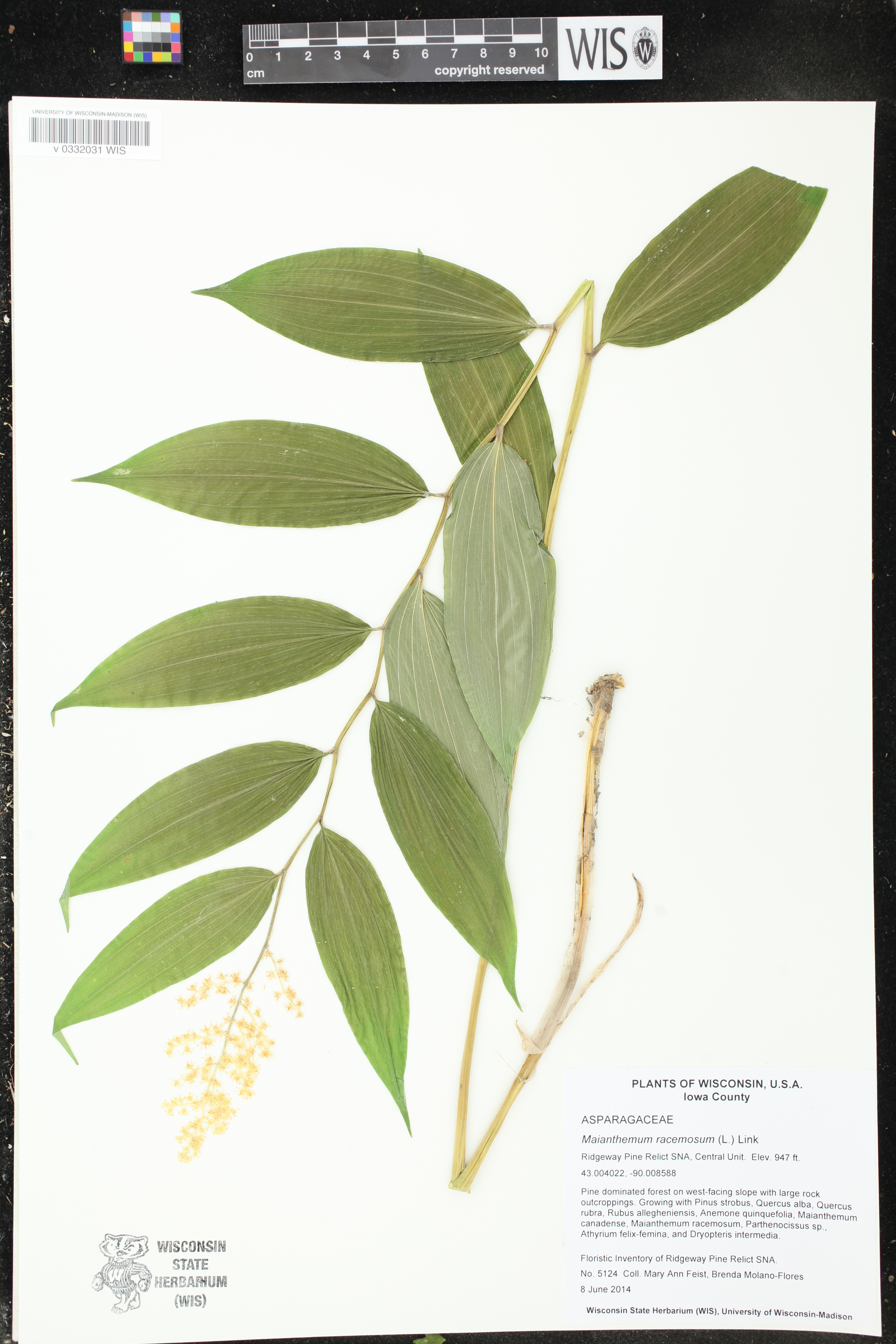 Maianthemum racemosum image