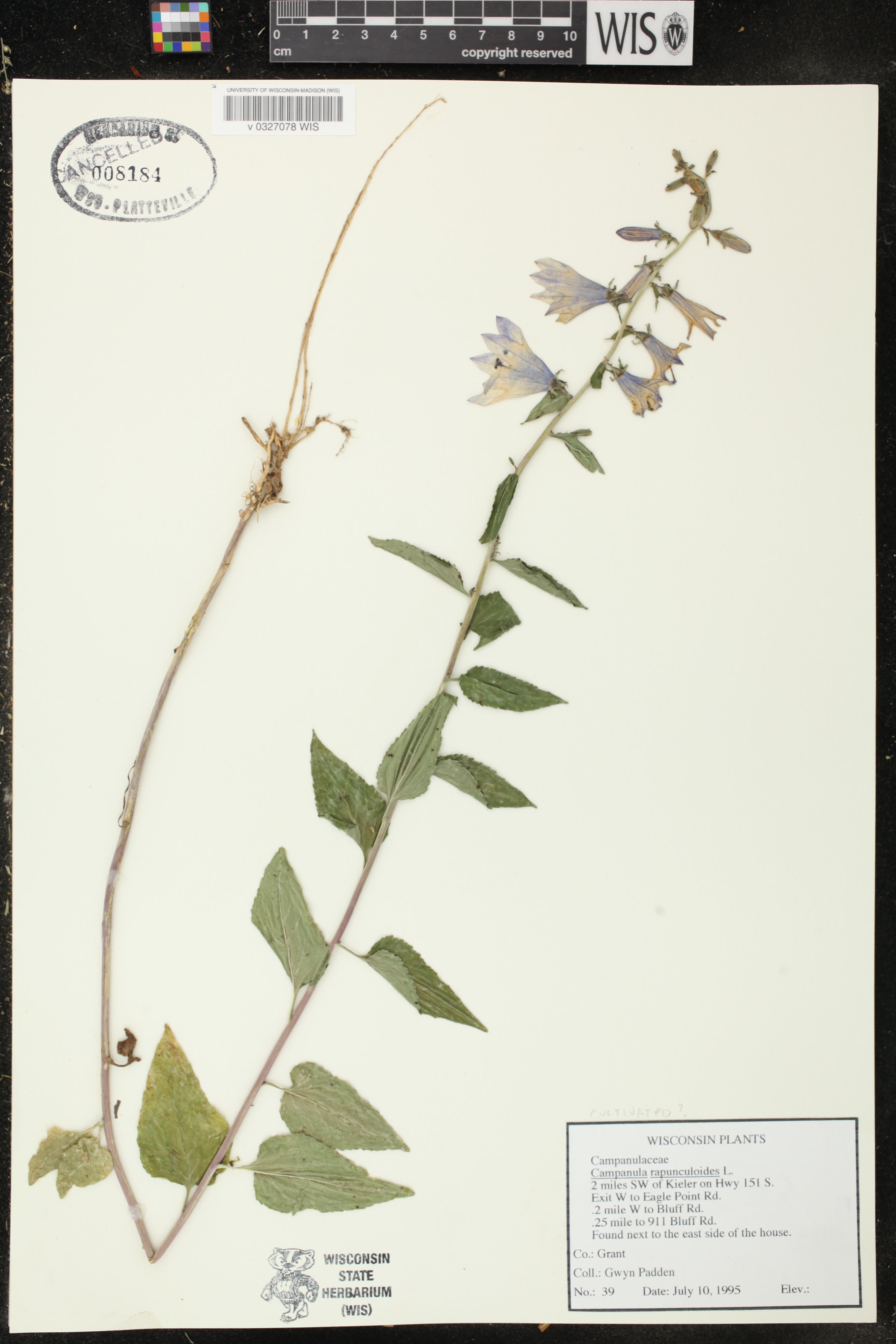 Campanula rapunculoides image