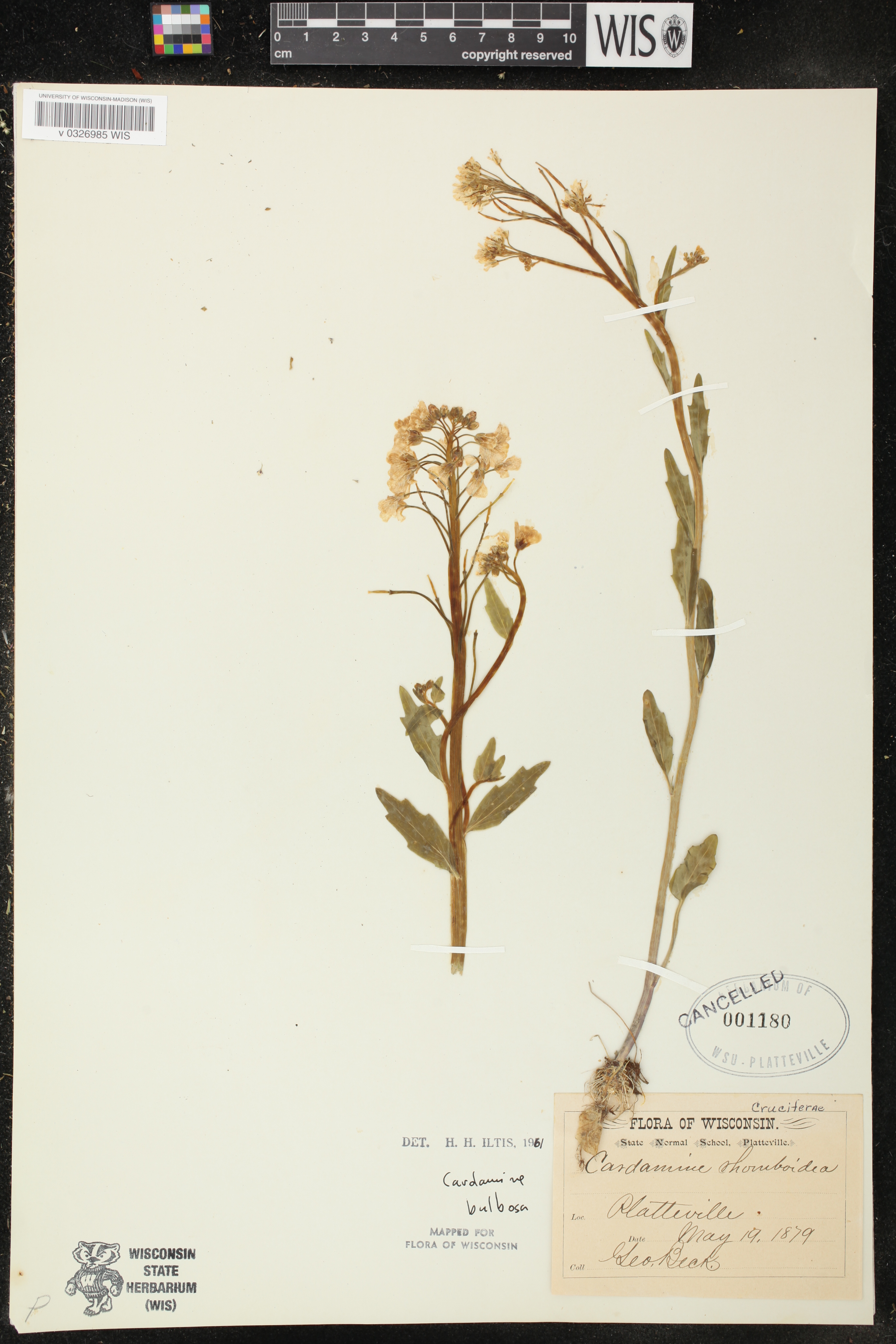 Cardamine bulbosa image