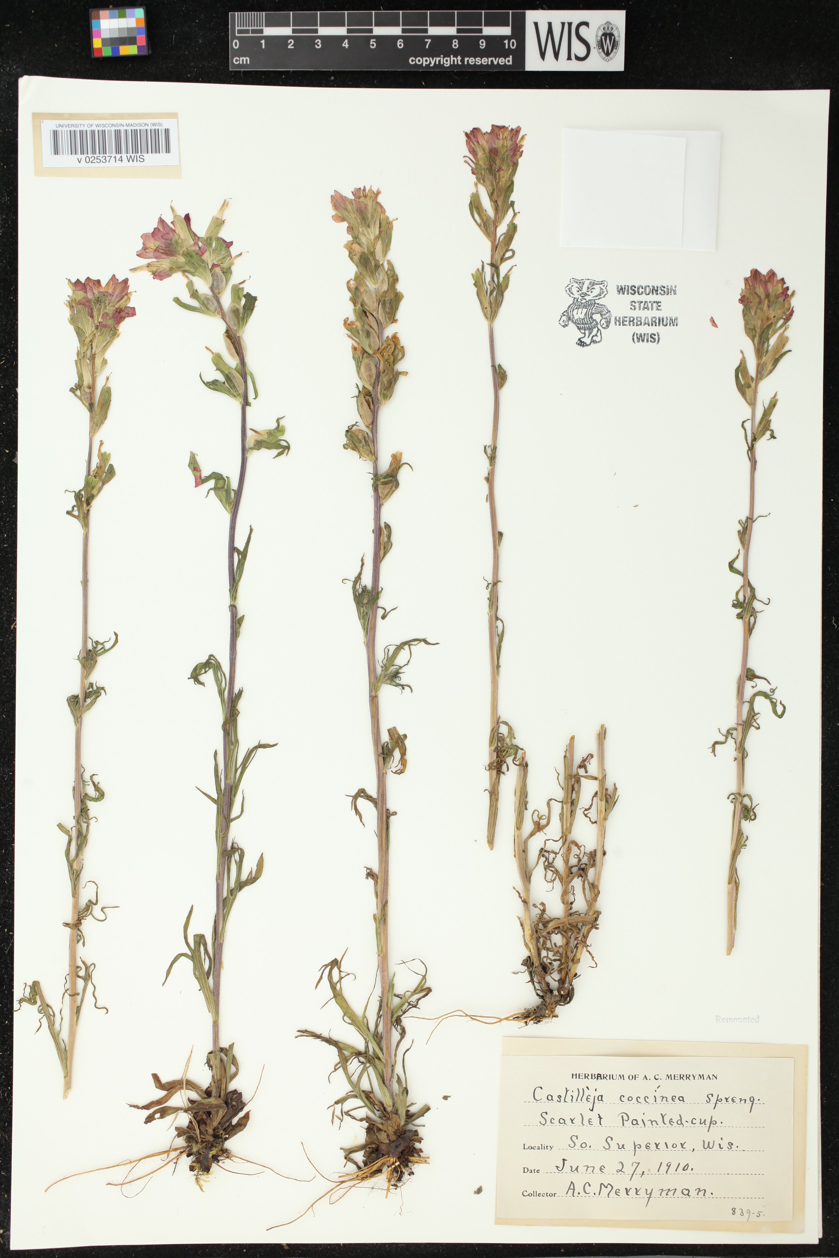 Castilleja coccinea image