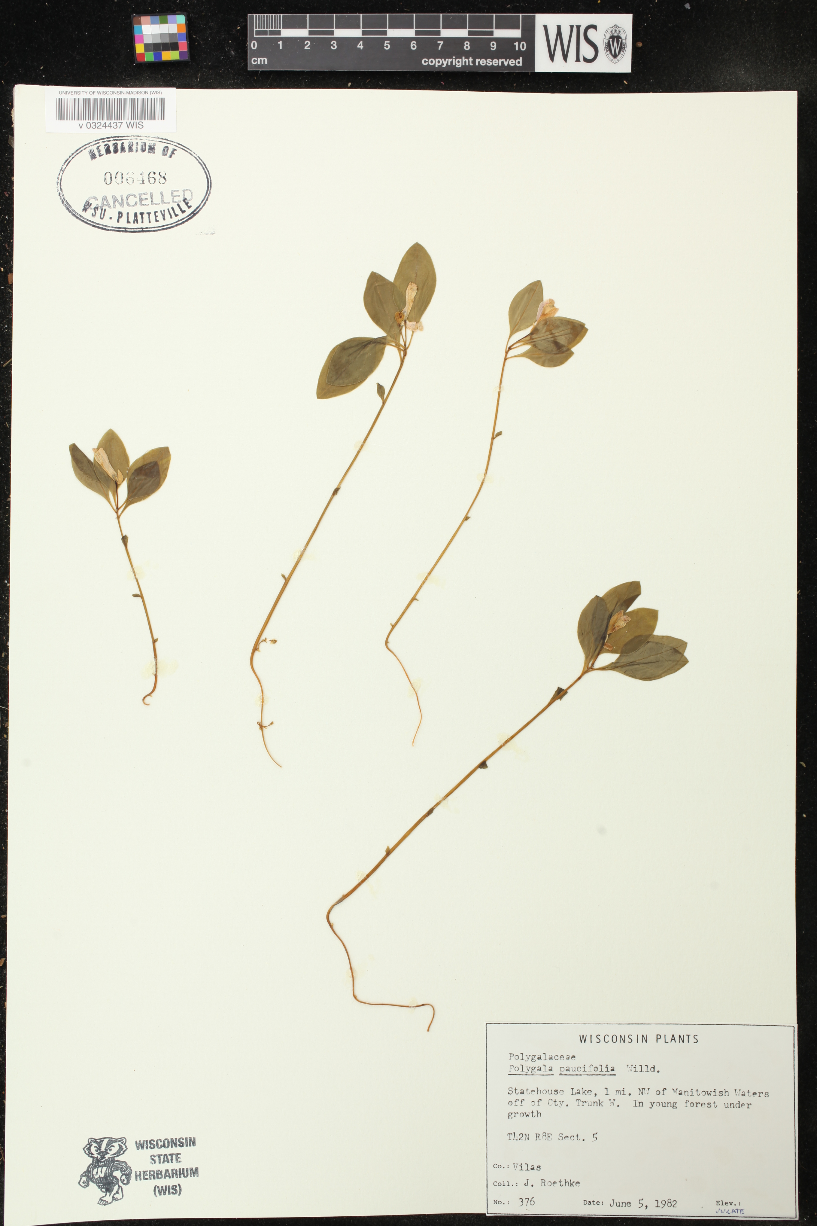 Polygala paucifolia image