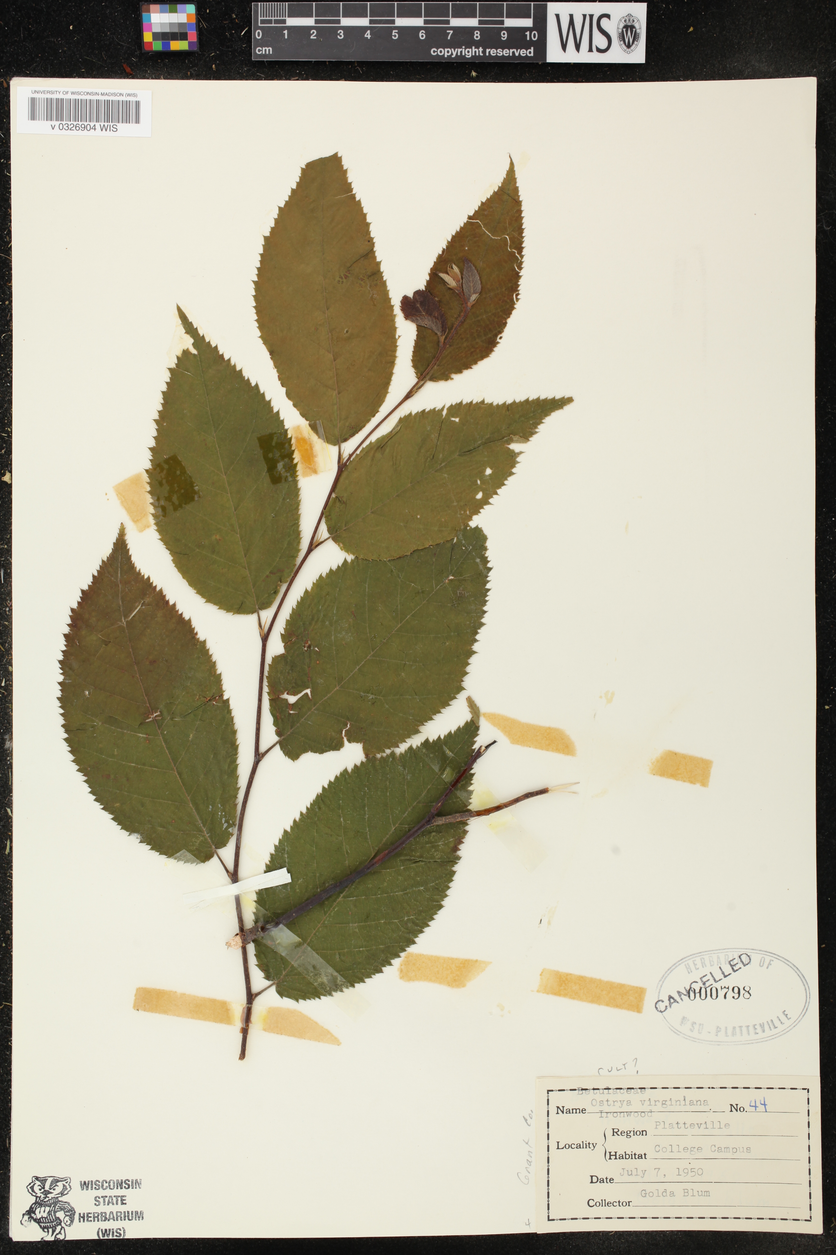 Ostrya virginiana image