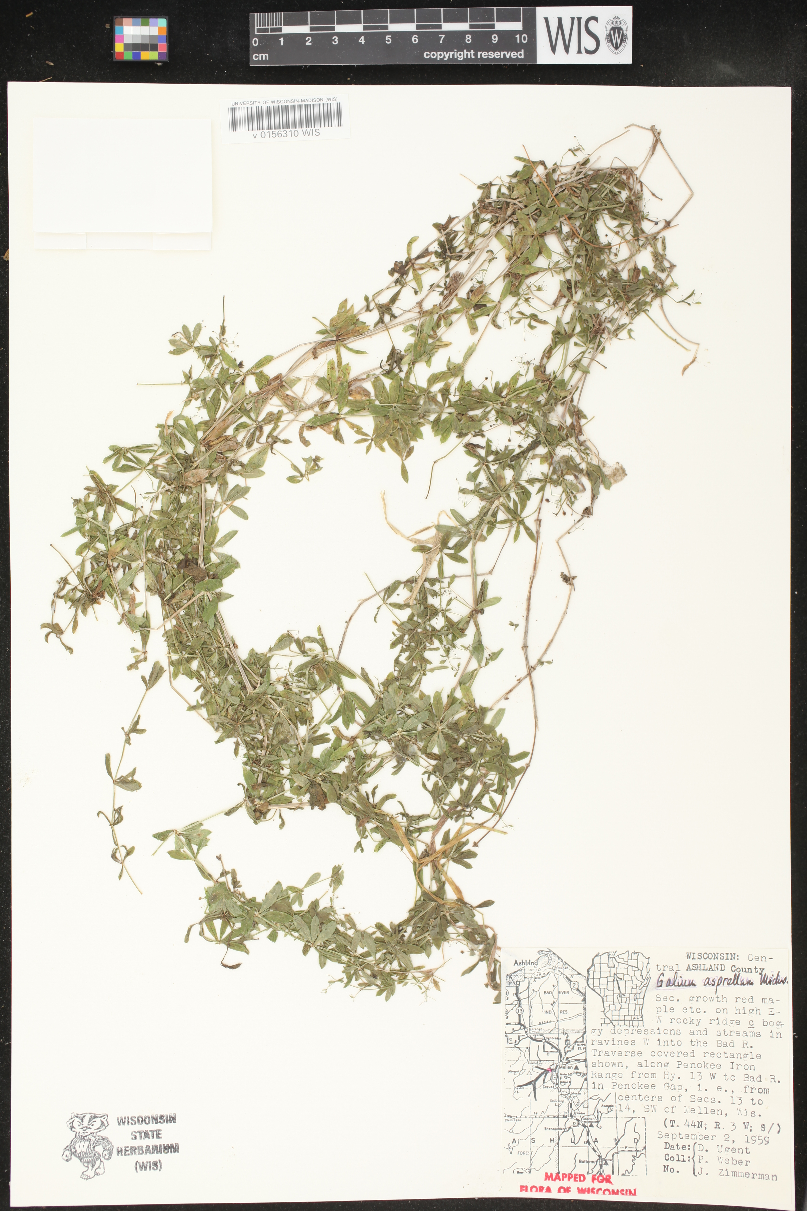 Galium asprellum image