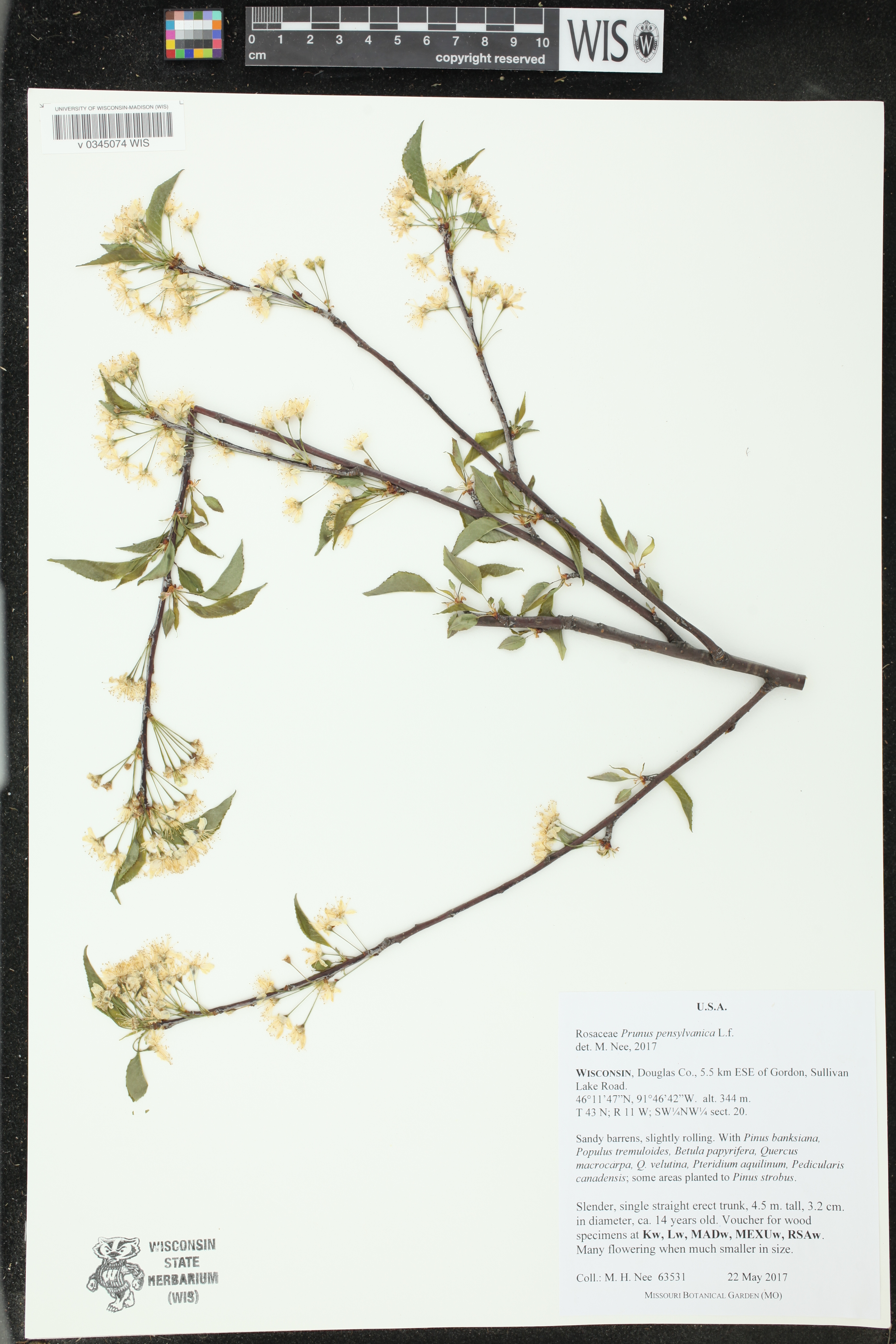 Prunus pensylvanica image