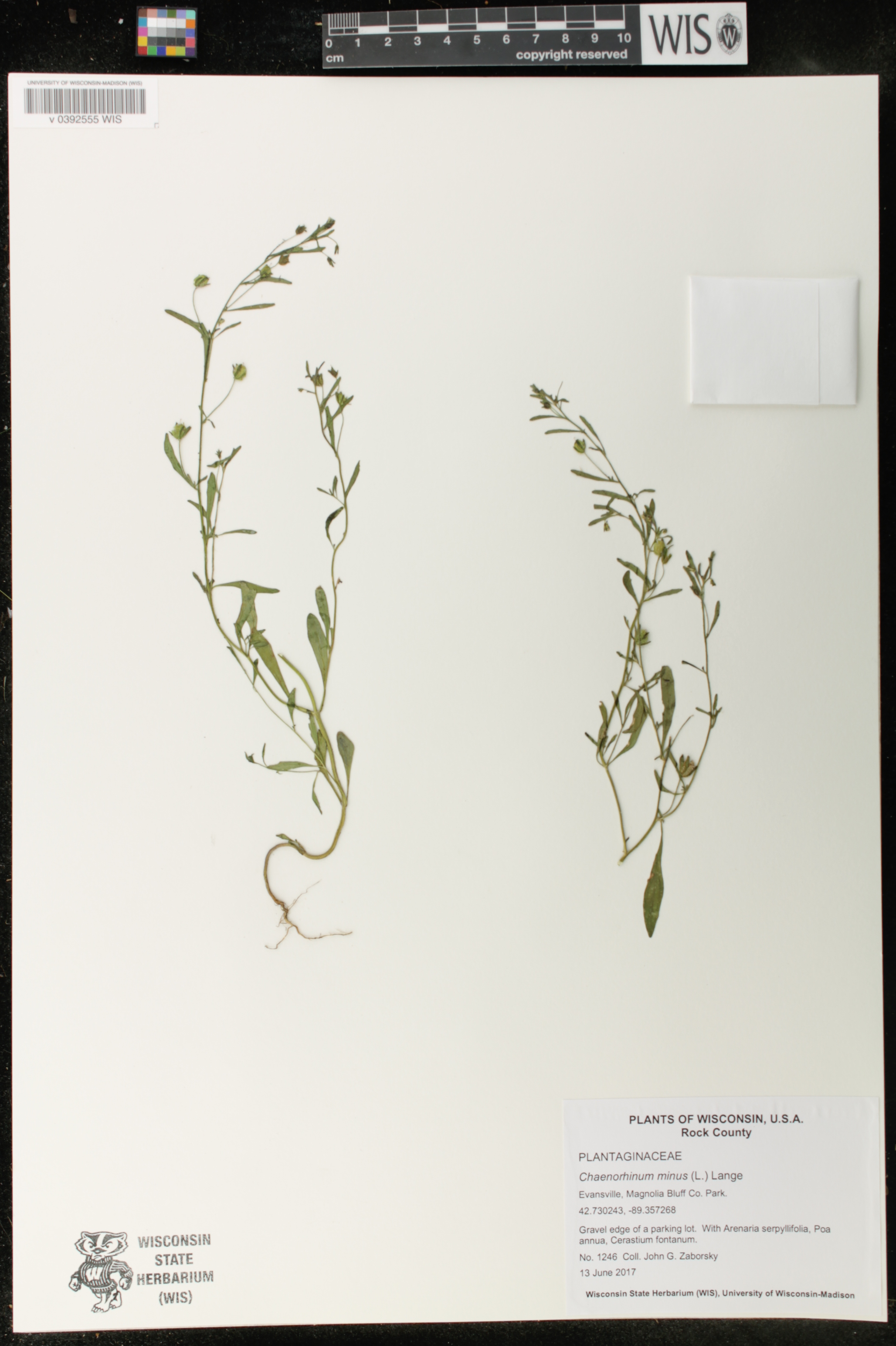 Chaenorhinum minus image