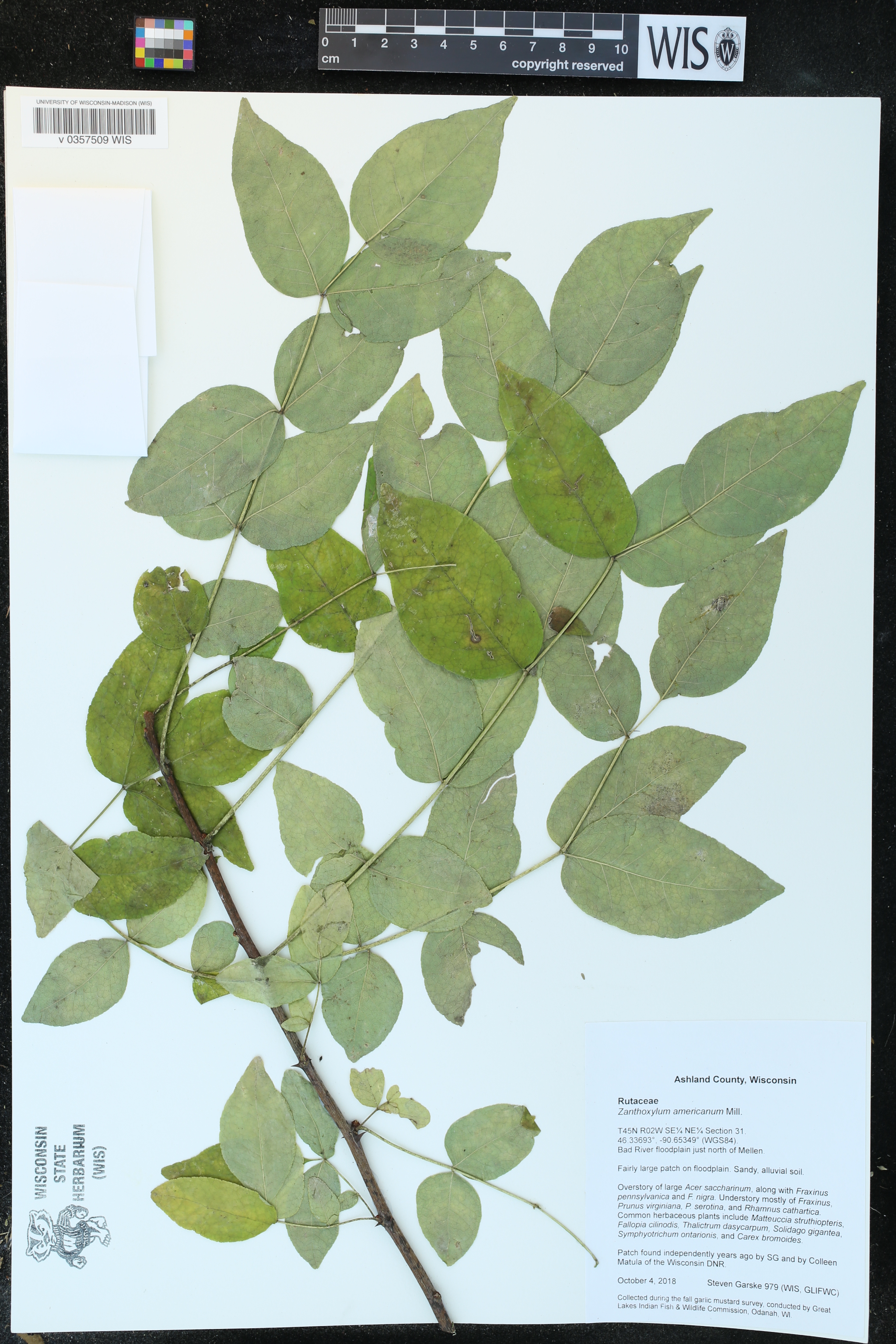 Zanthoxylum americanum image