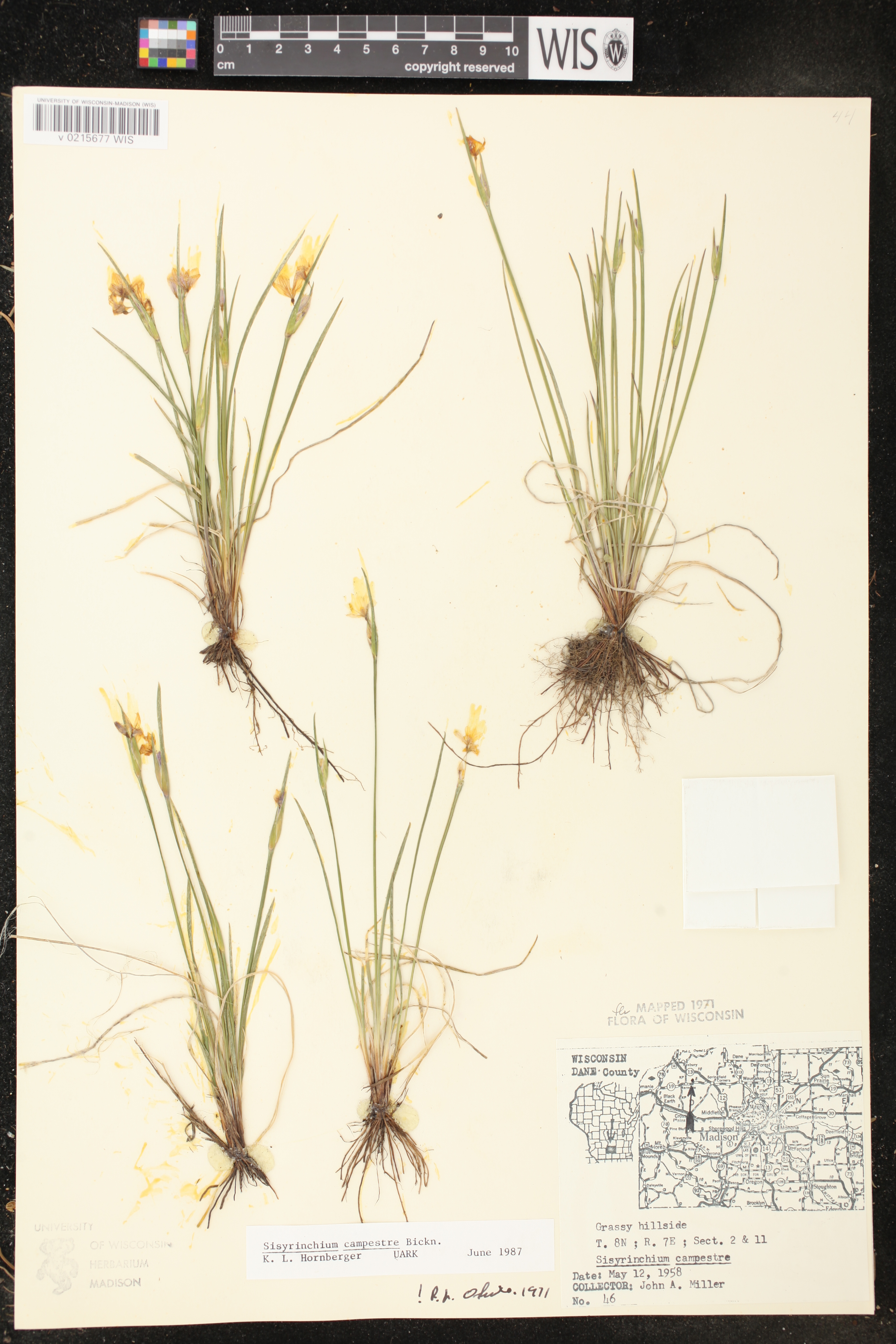 Sisyrinchium campestre image