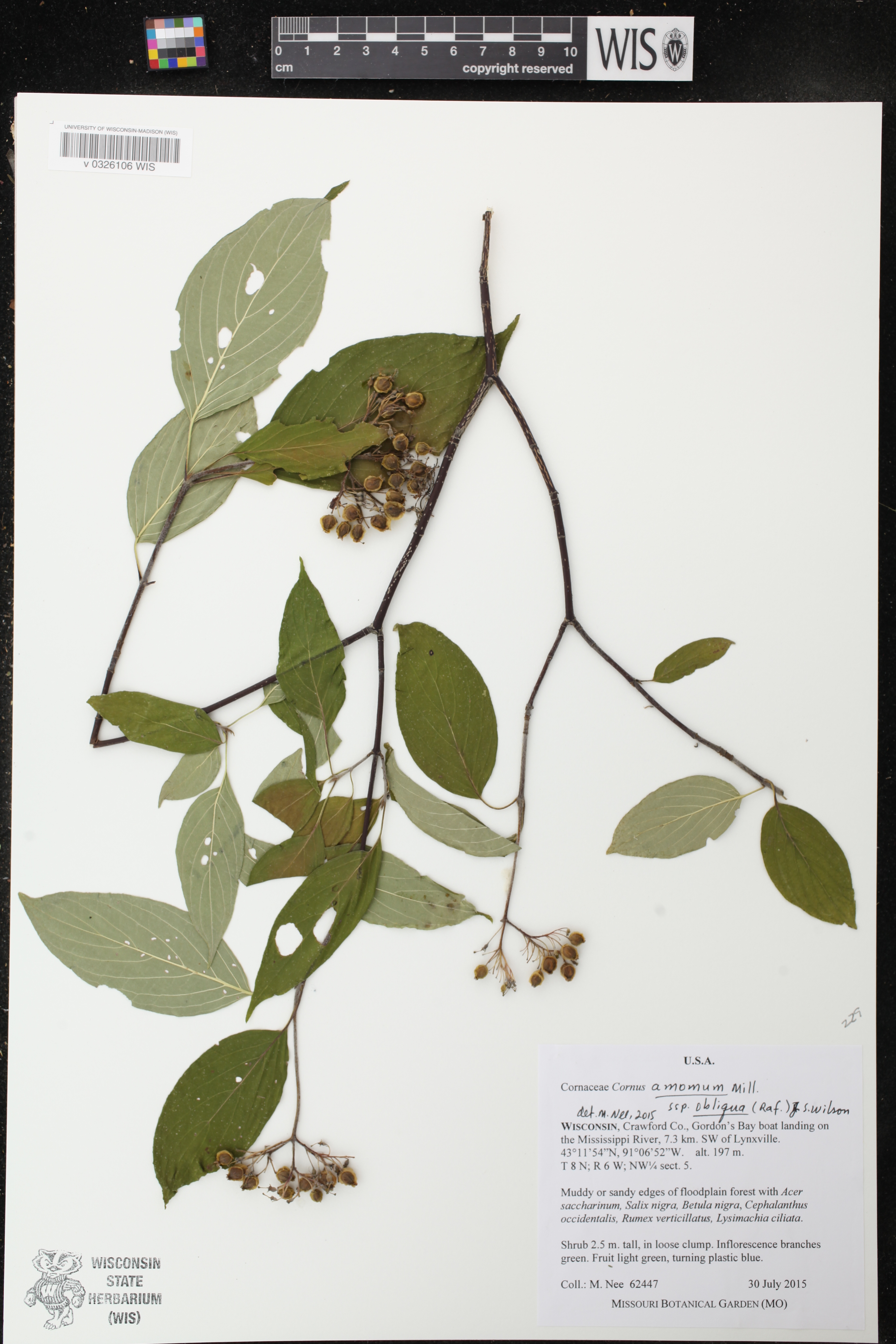Cornus amomum subsp. obliqua image
