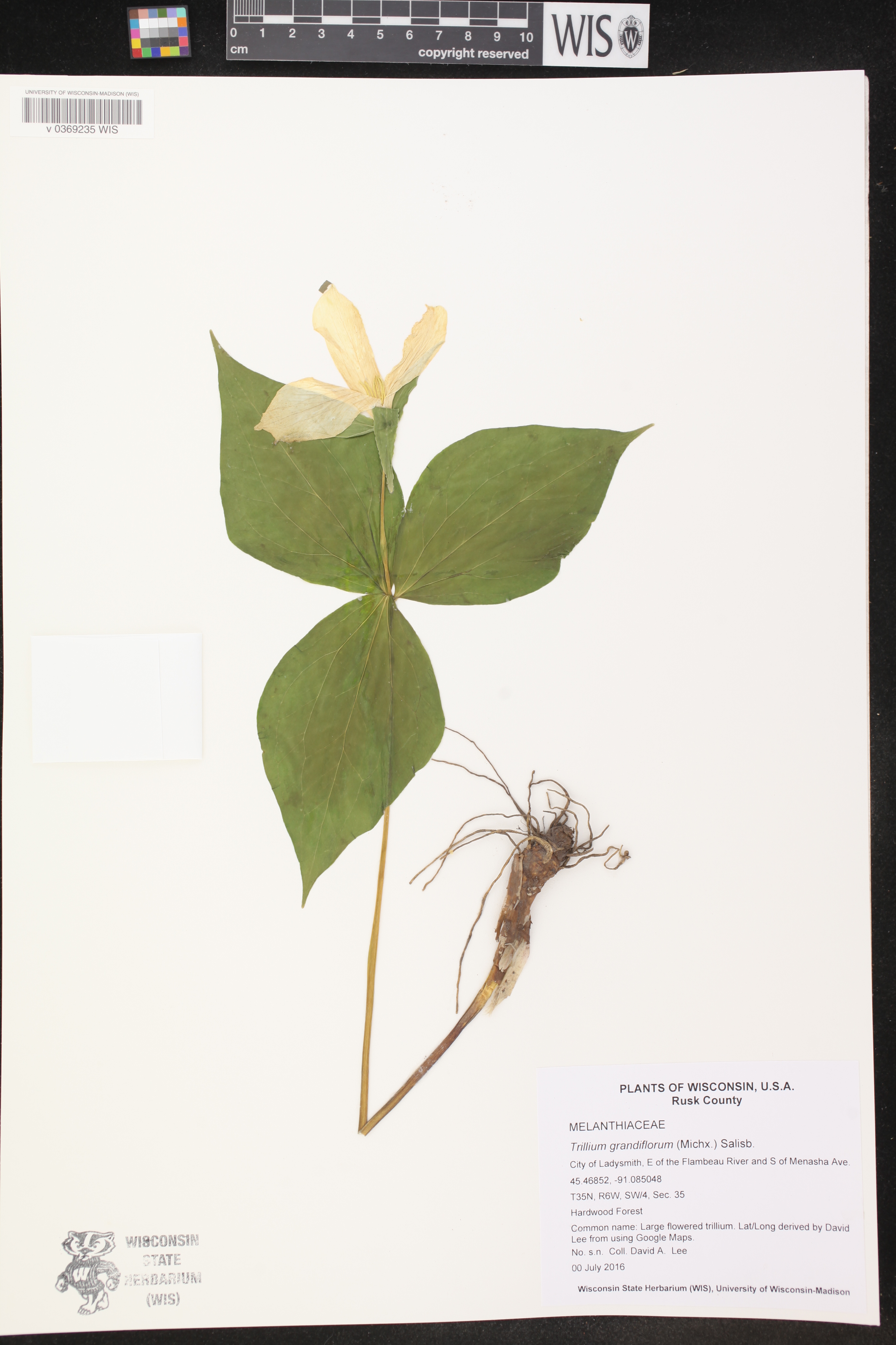 Trillium grandiflorum image