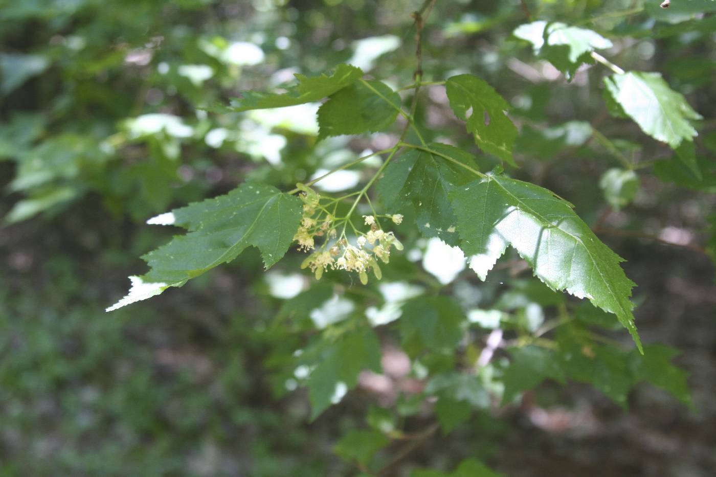 Acer ginnala image