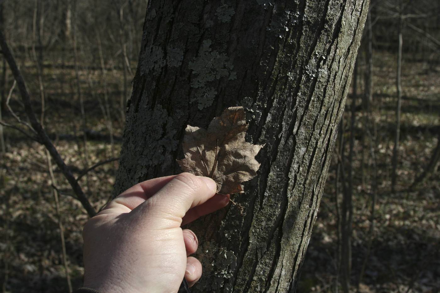 Acer rubrum image