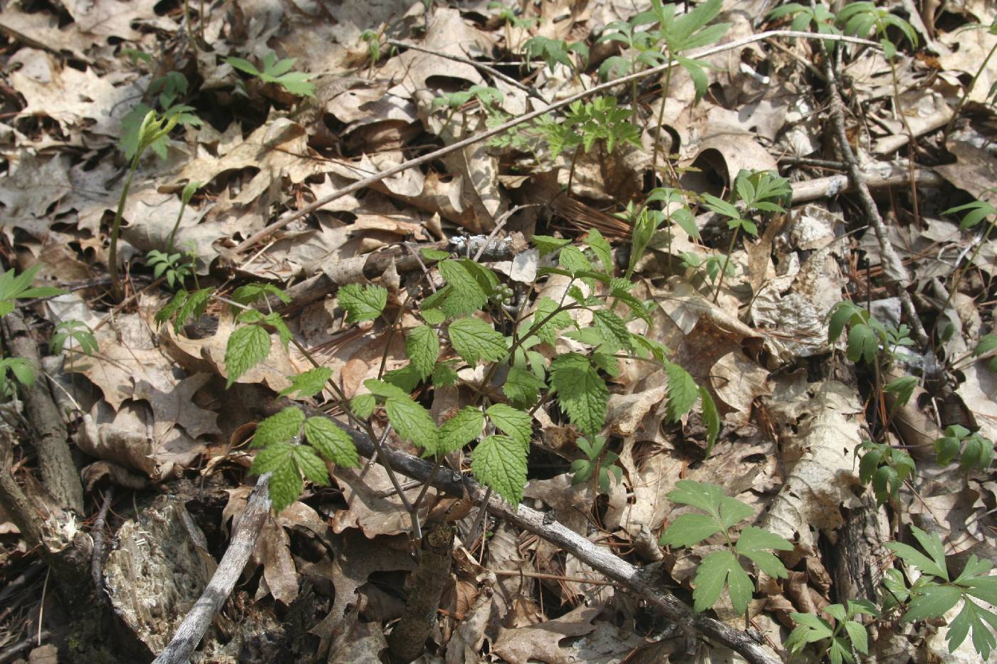 Actaea rubra image