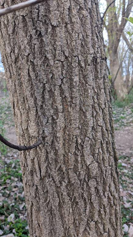 Acer negundo image