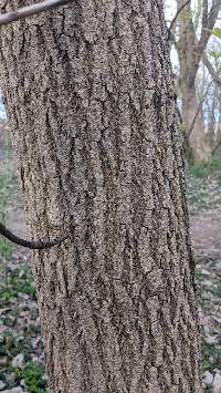 Acer negundo image