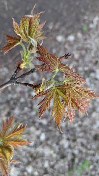 Acer saccharinum image