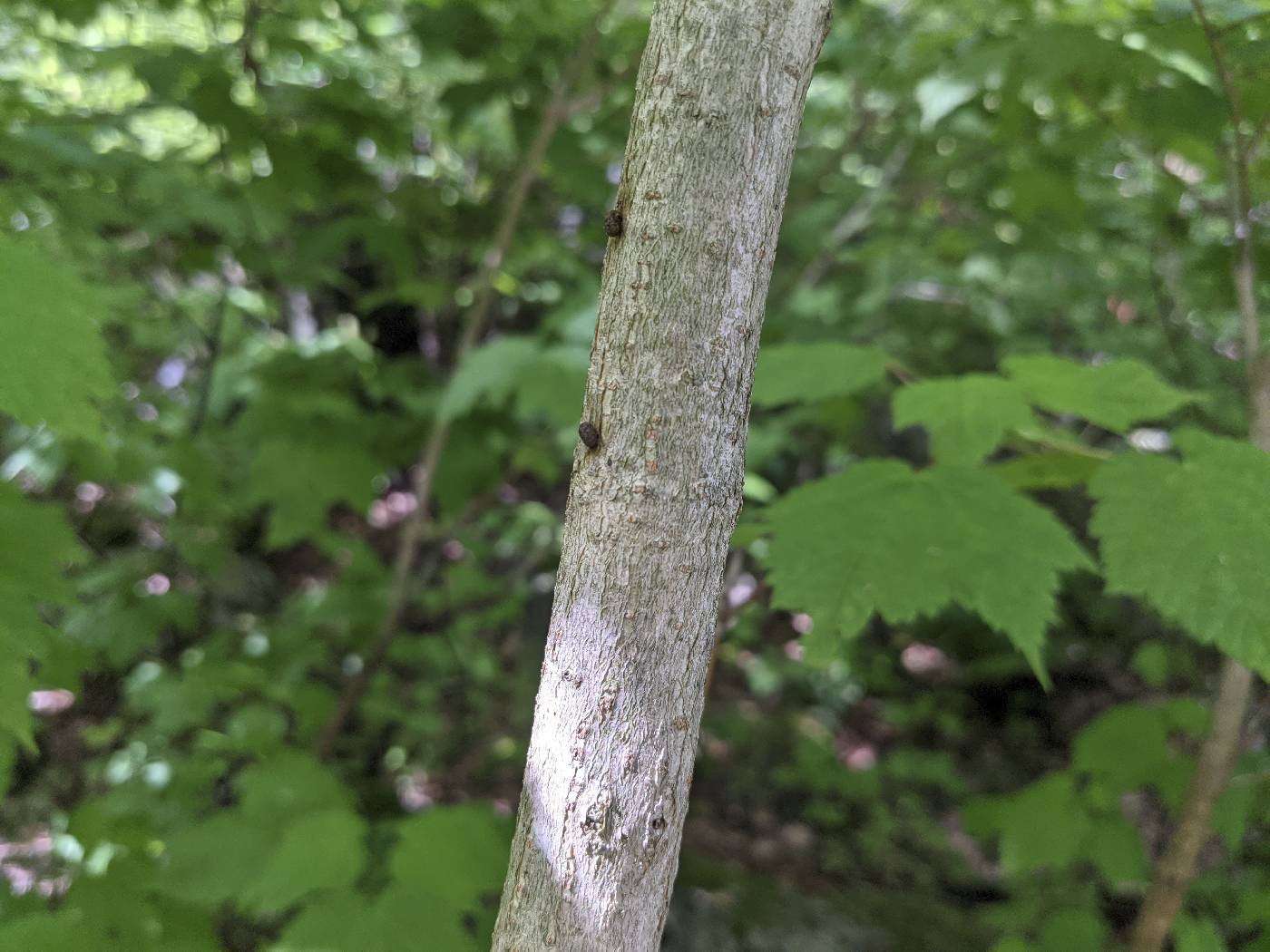 Acer spicatum image