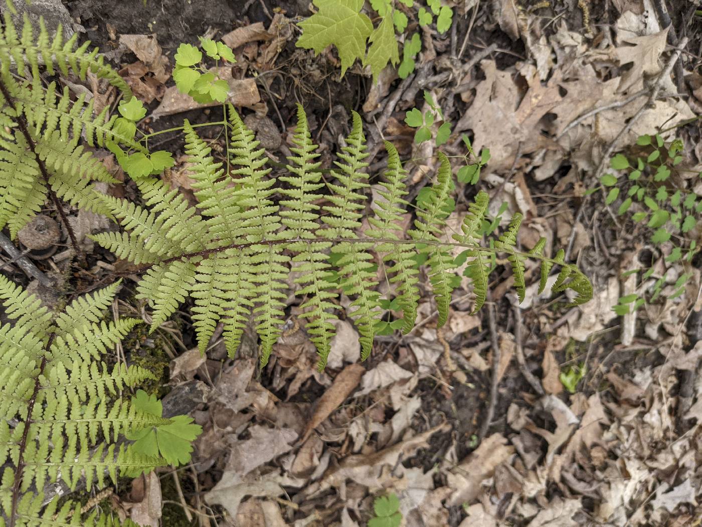 Acer spicatum image