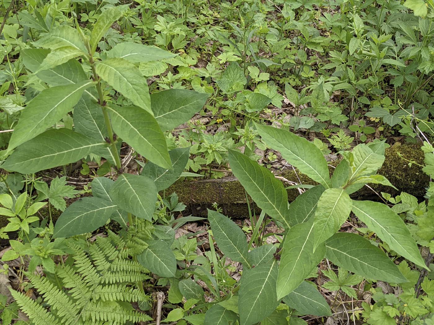 Acer spicatum image