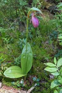 Cypripedium acaule image