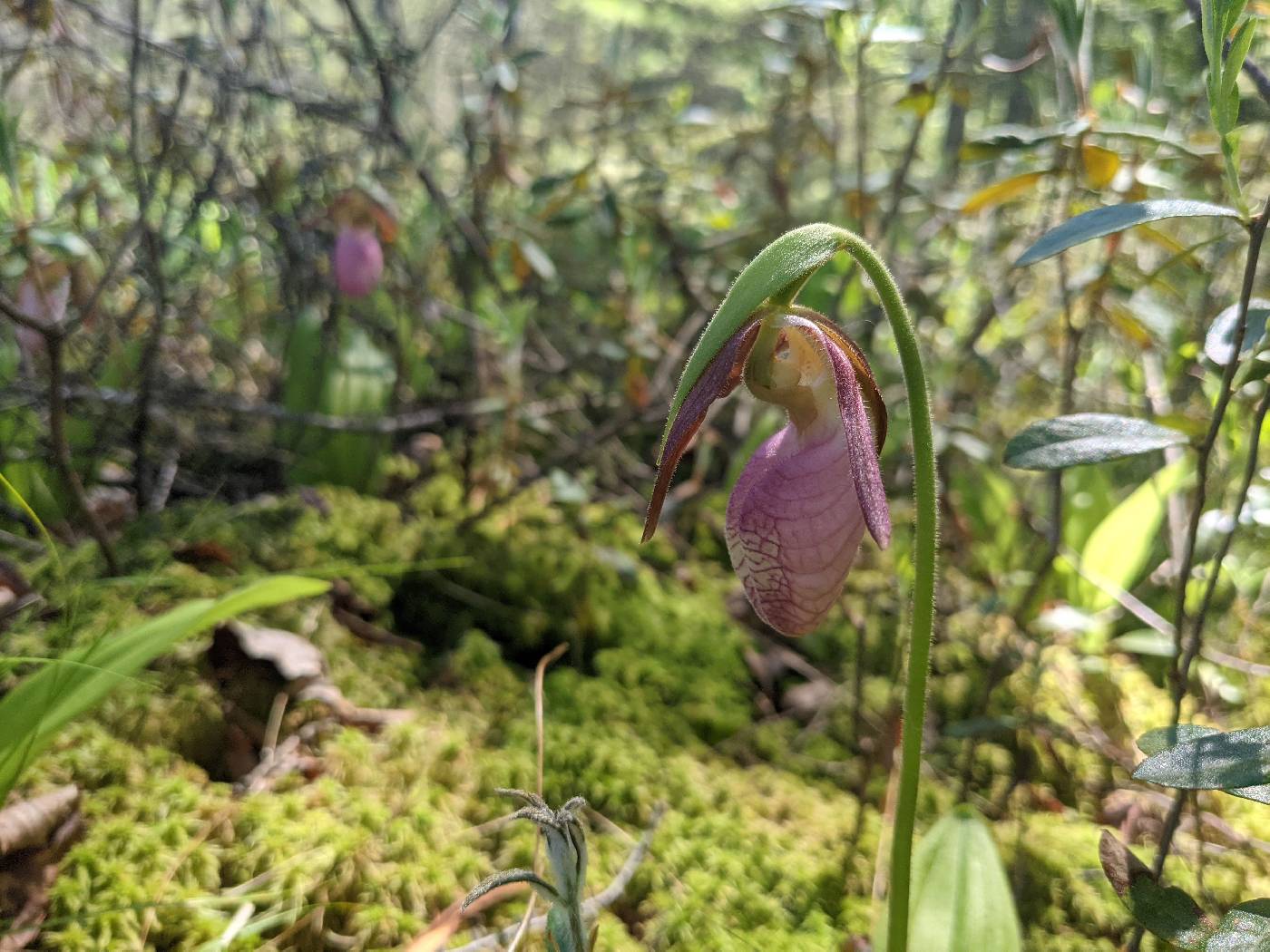 Cypripedium acaule image