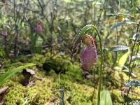 Cypripedium acaule image