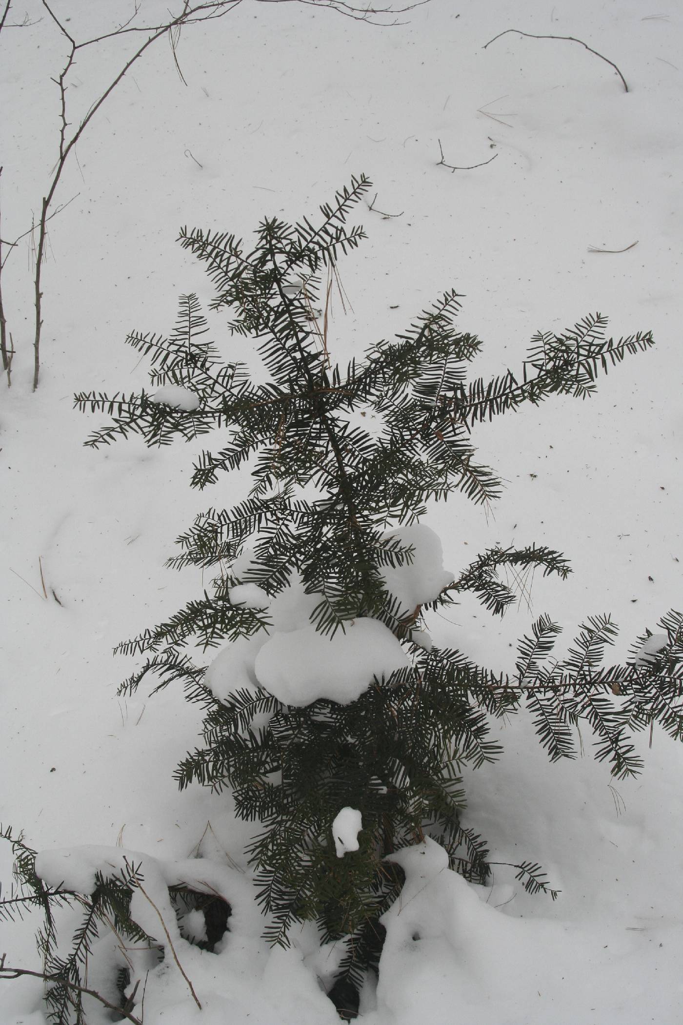 Abies balsamea image