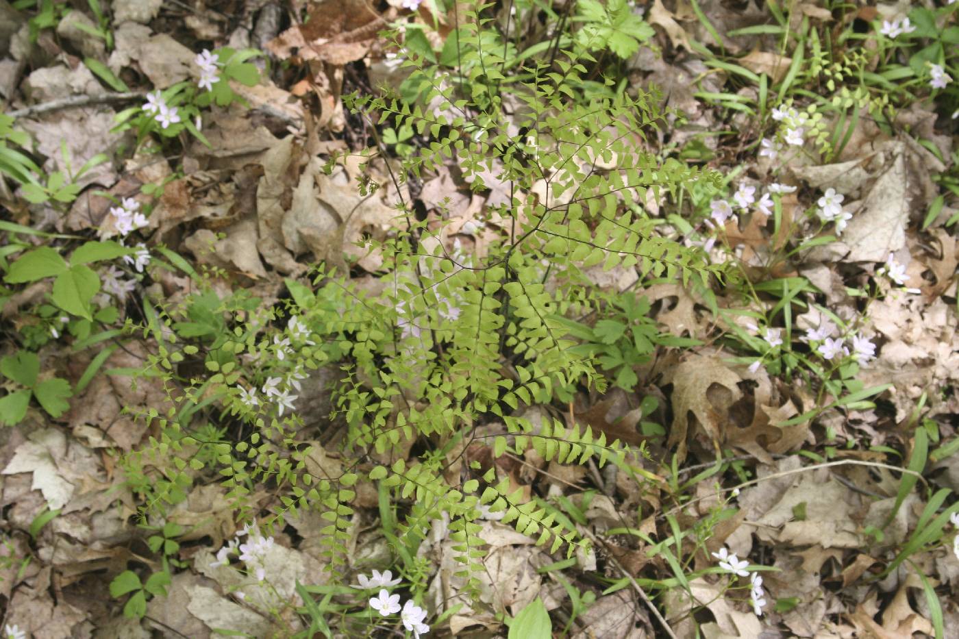 Adiantum pedatum image