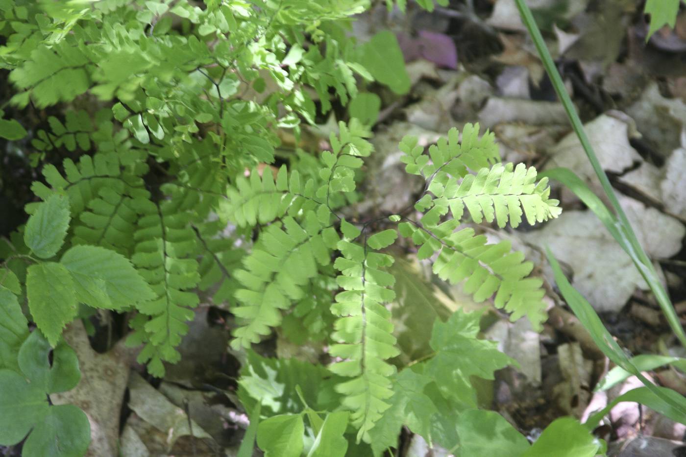 Adiantum pedatum image