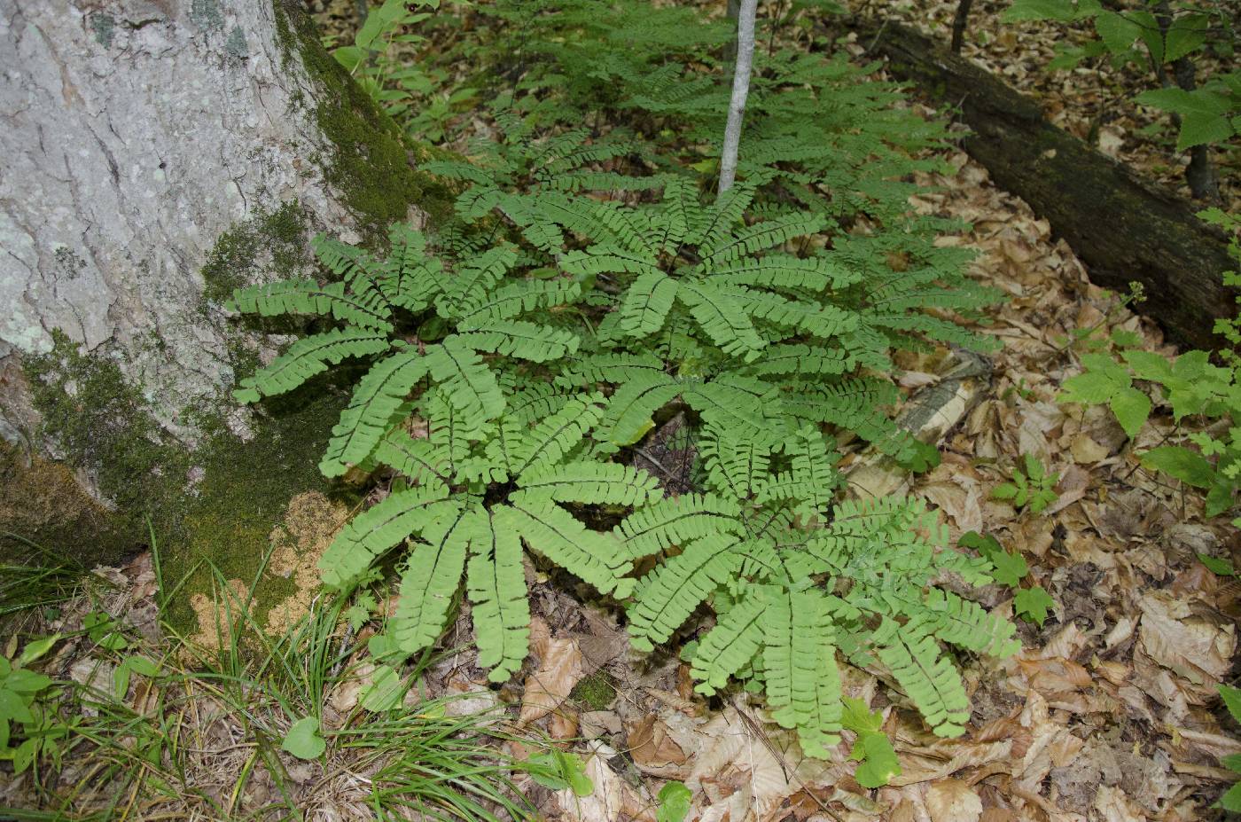 Adiantum pedatum image