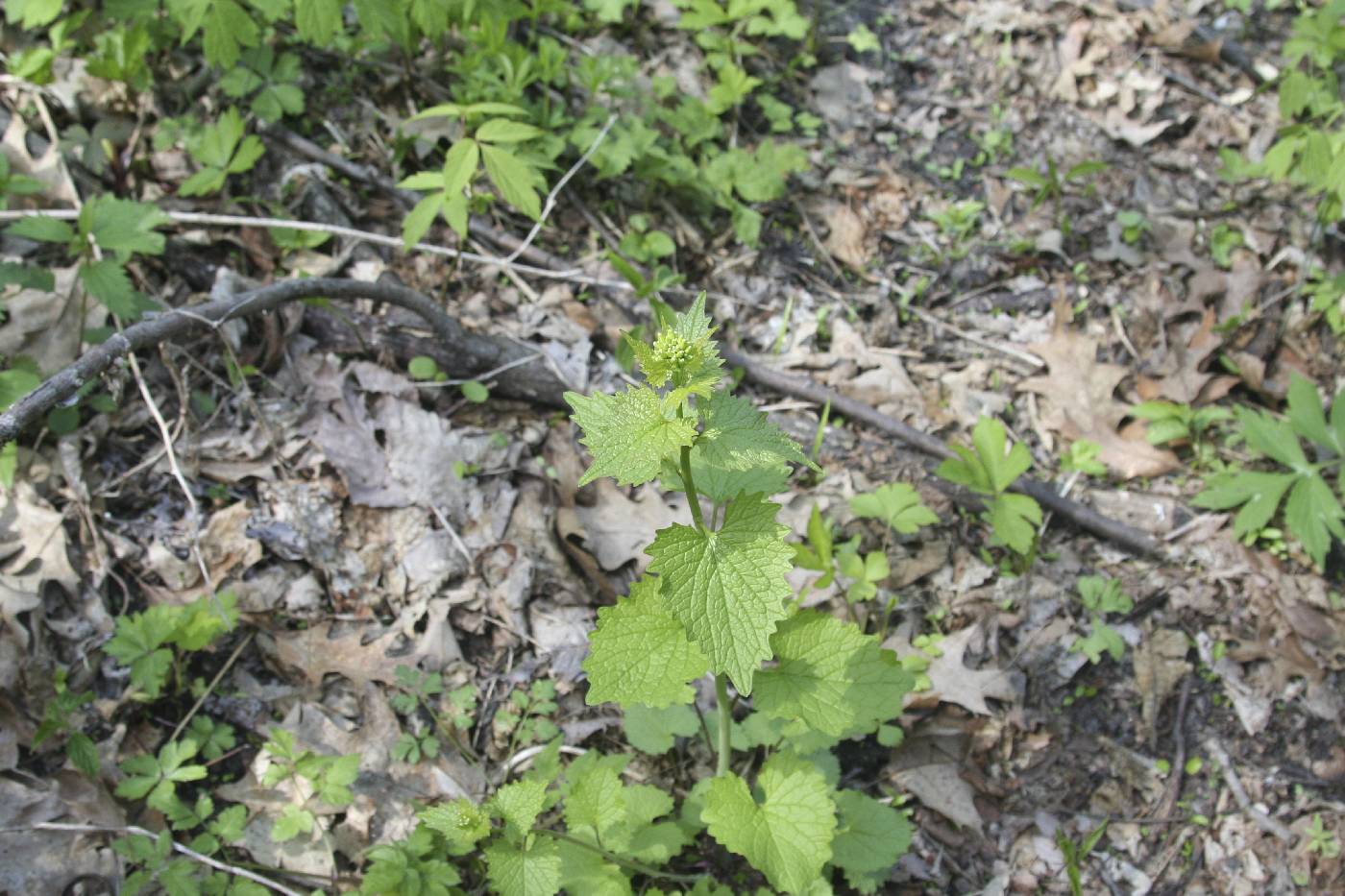 Alliaria petiolata image