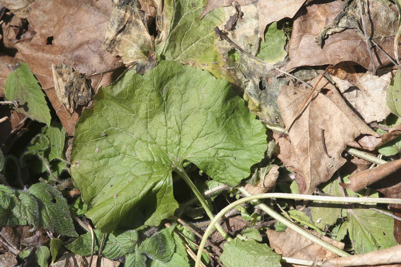 Alliaria petiolata image