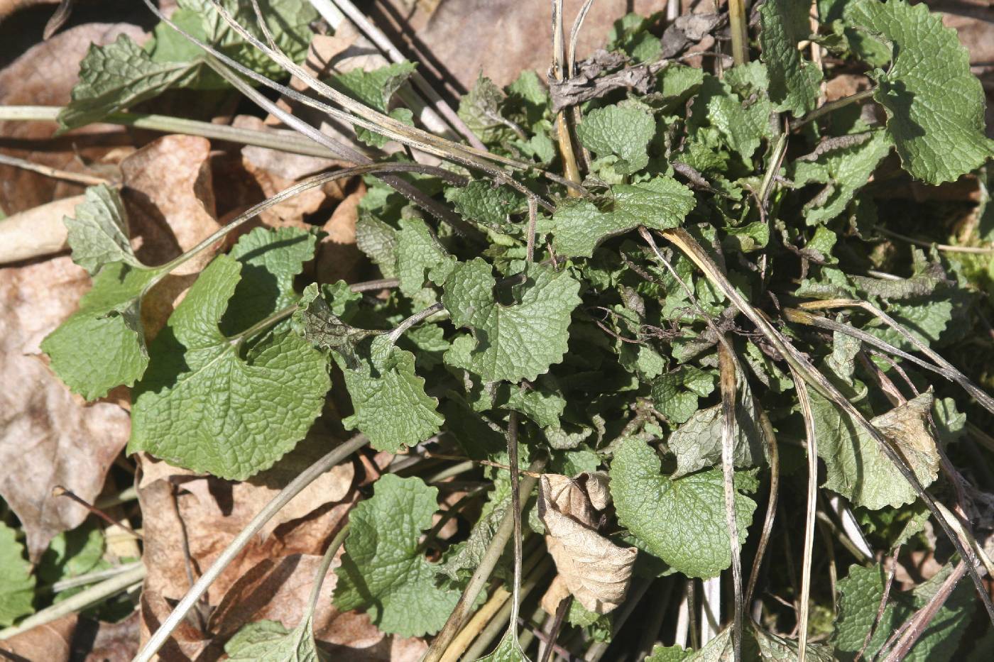 Alliaria petiolata image
