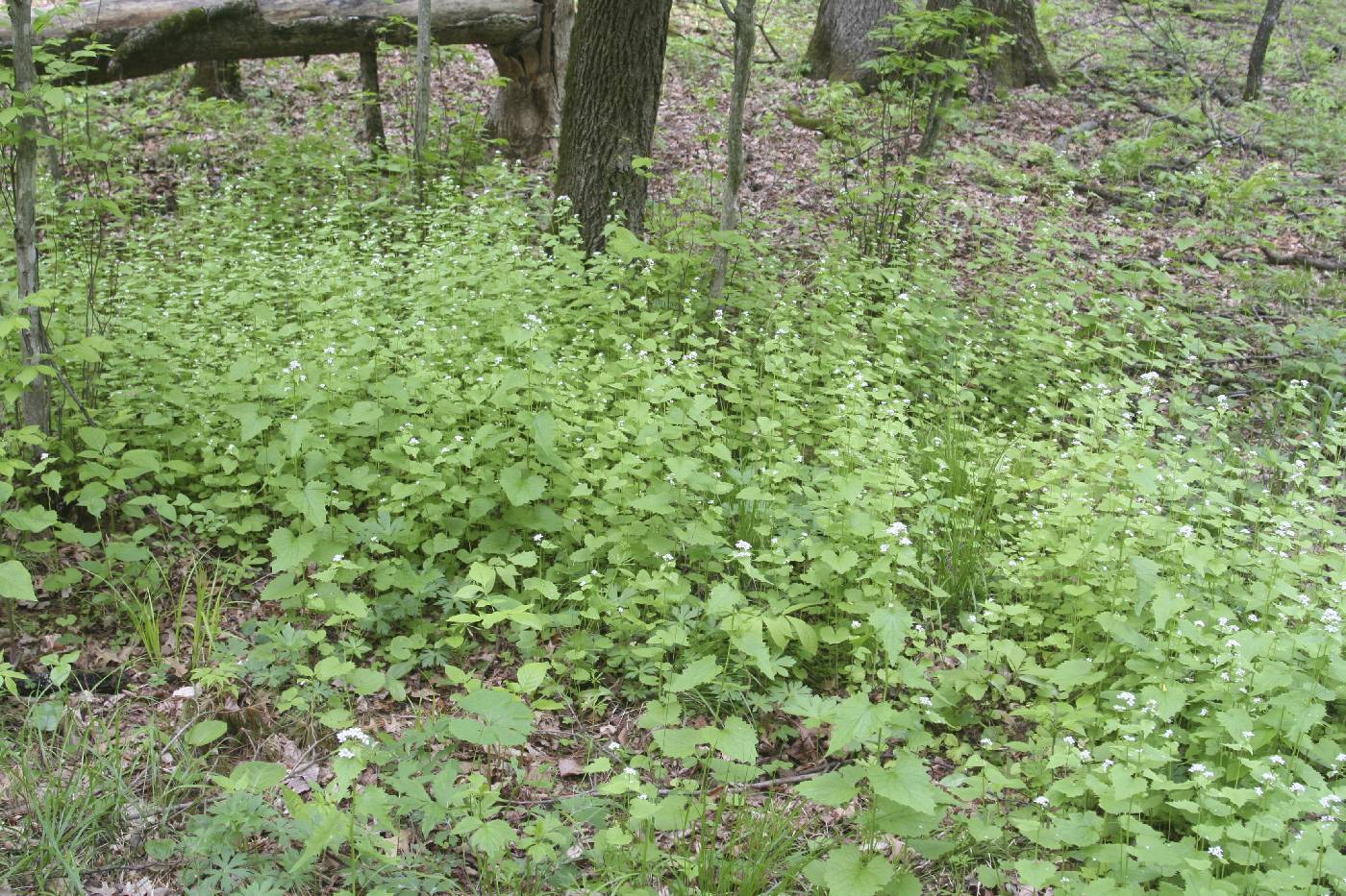 Alliaria petiolata image