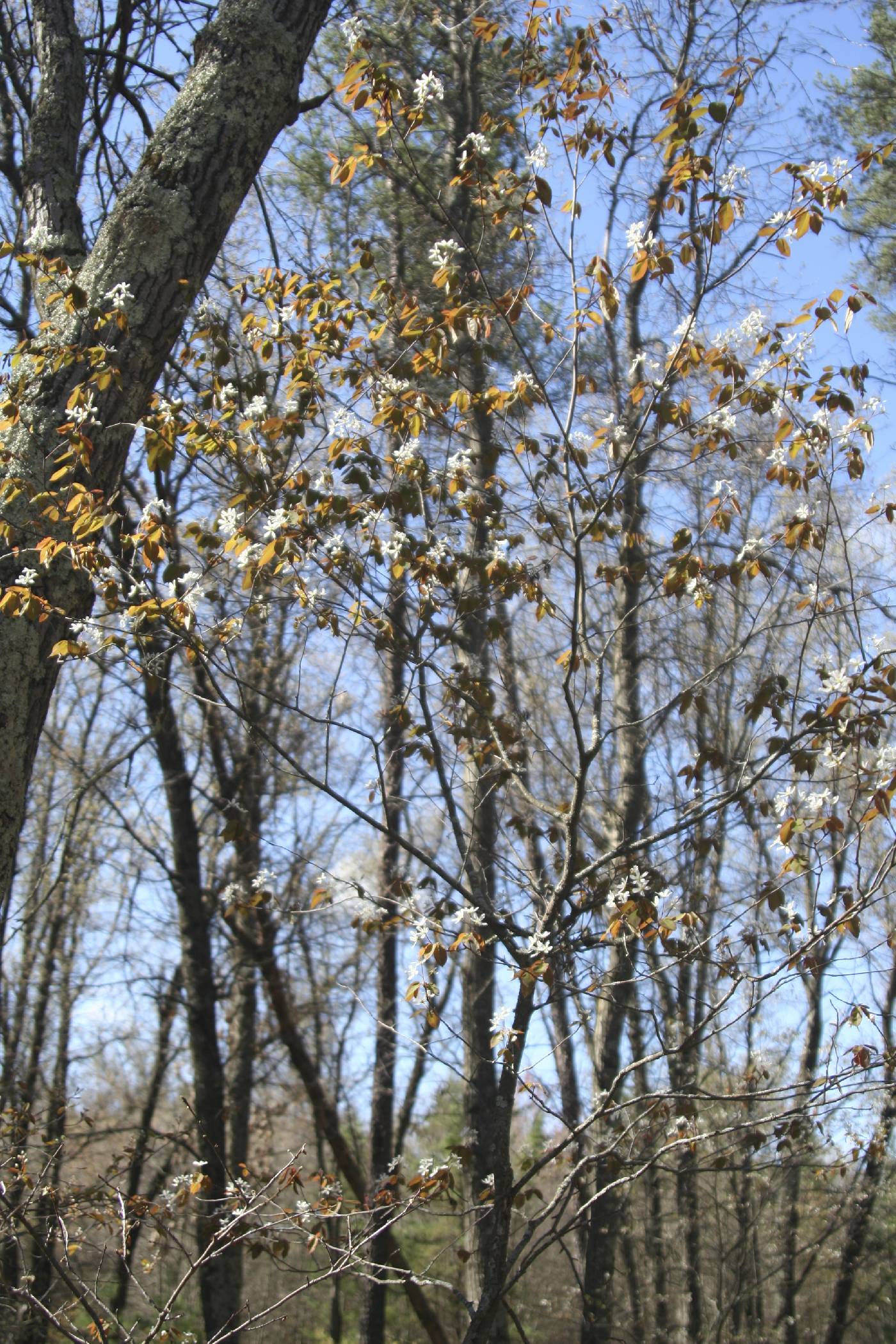 Amelanchier laevis image