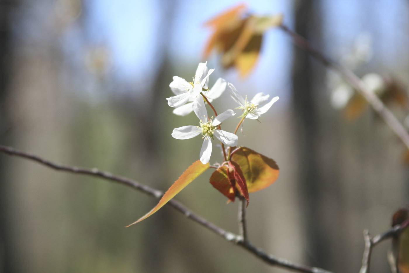 Amelanchier laevis image