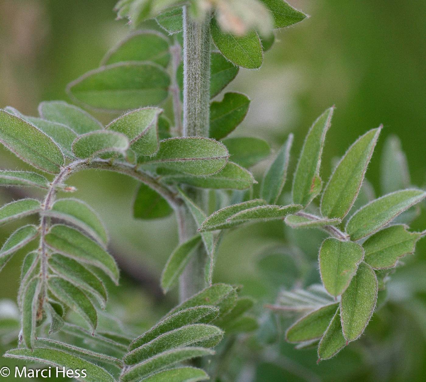 Amorpha canescens image